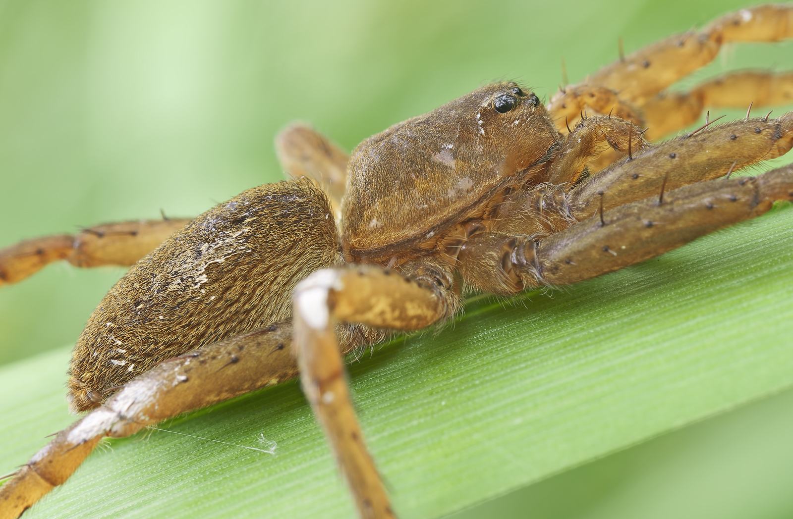 Dolomedes plantarius...