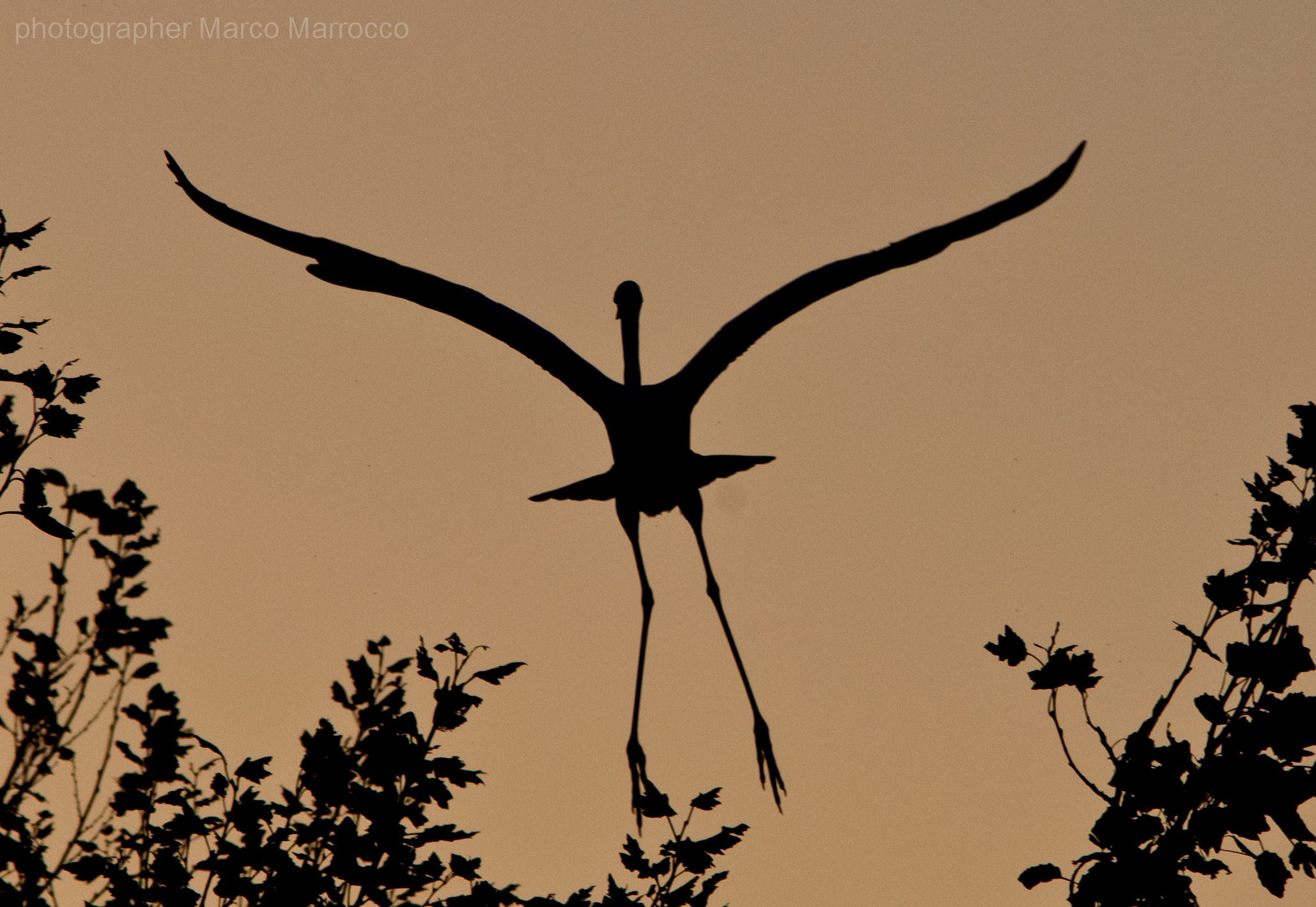 maggiore in silouette...