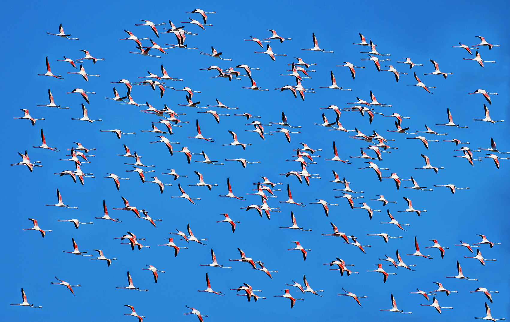 Flamingos in flight - Villasimius - Sardinia...