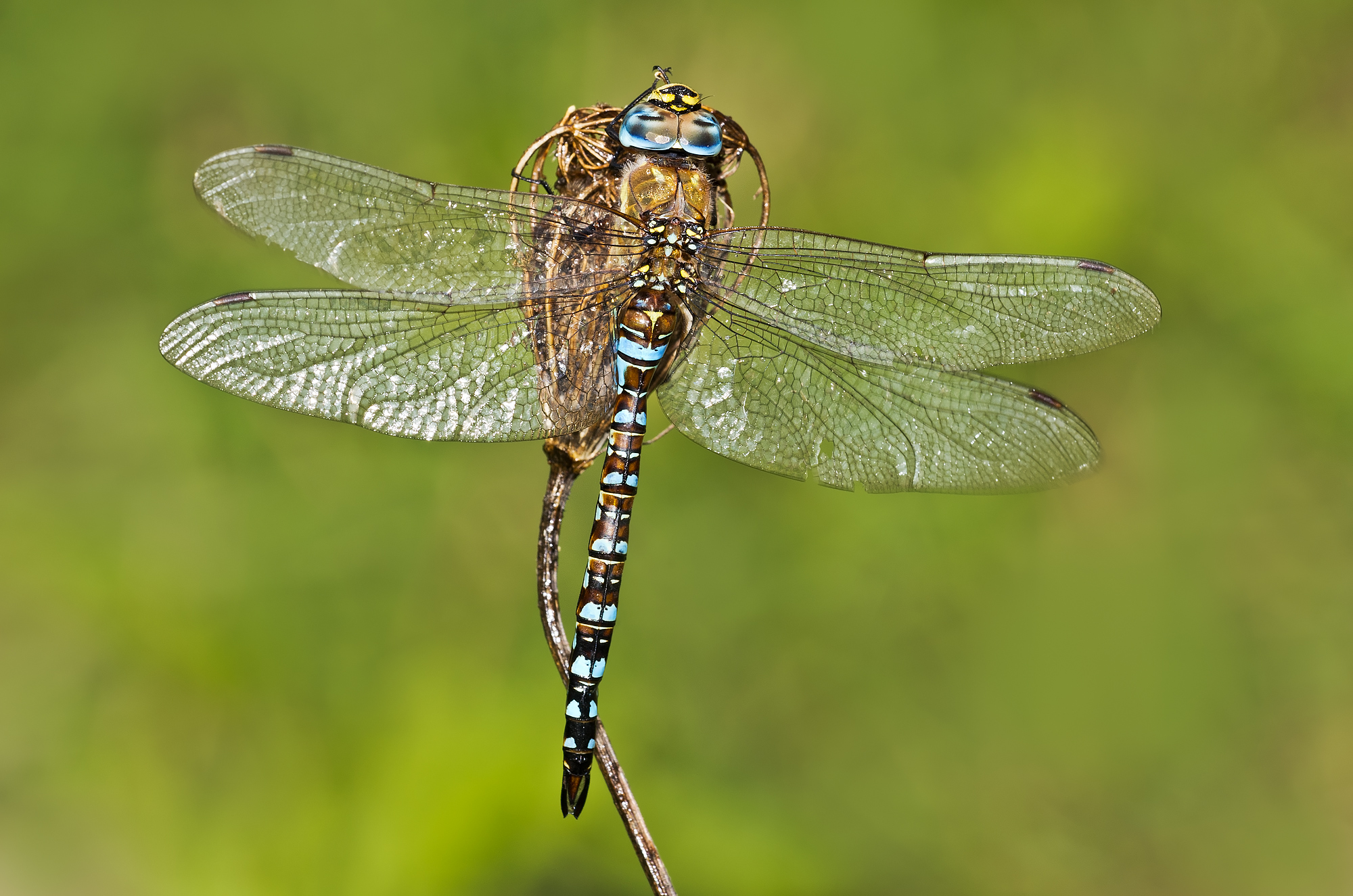 Aeshna mixta (Latreille, 1805) - Aeshnidae male...