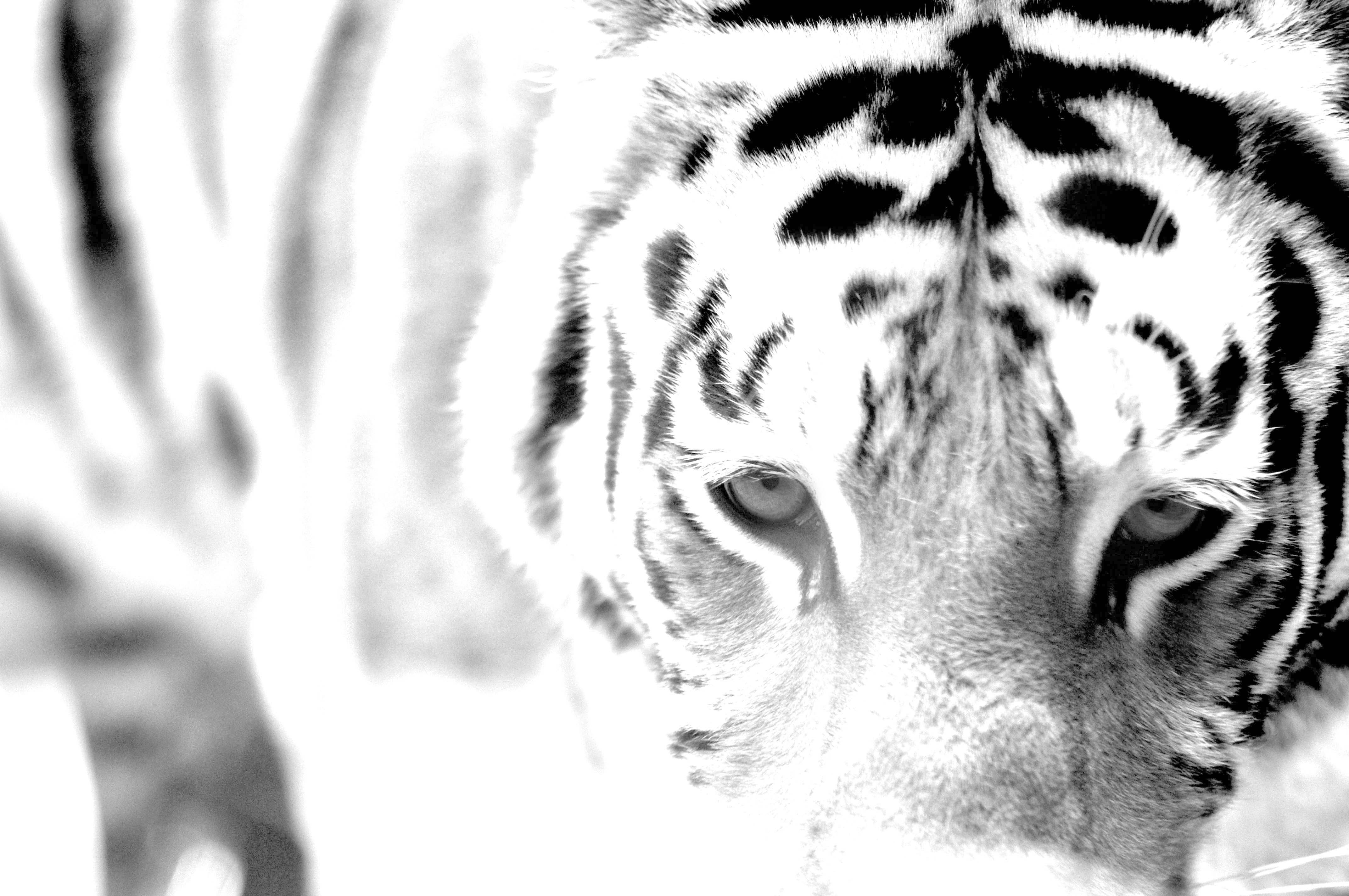 [LOADING...]