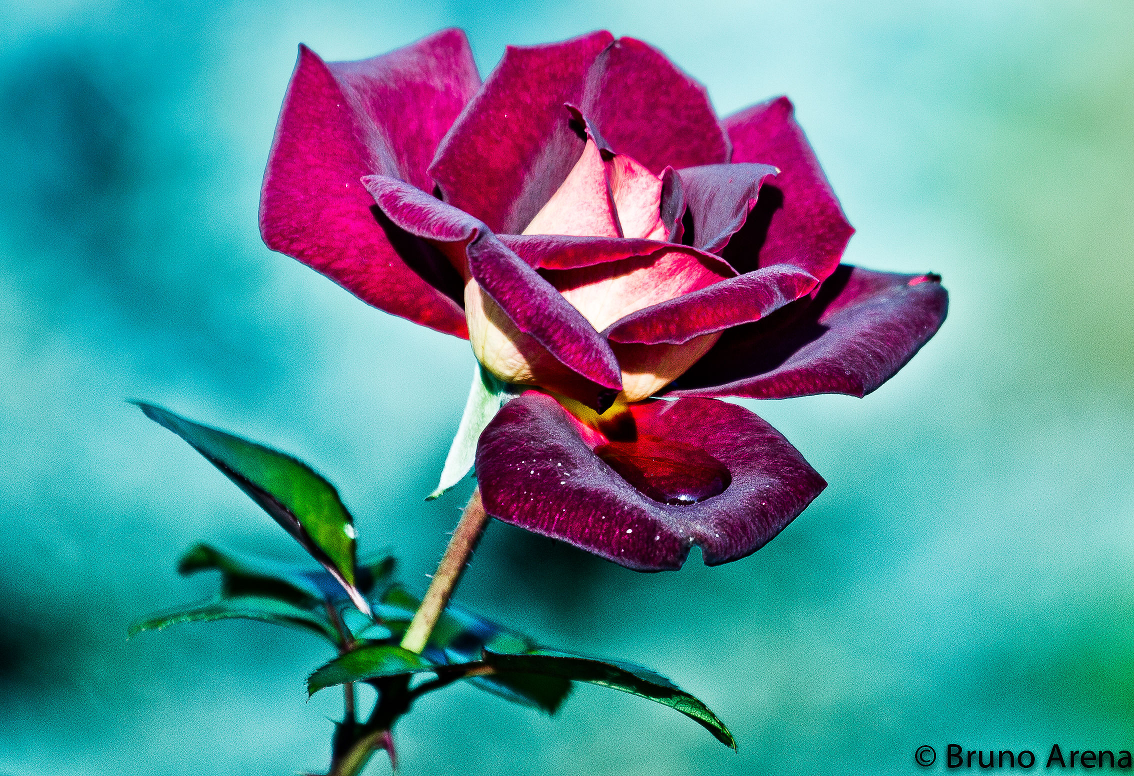 Purple Rose...