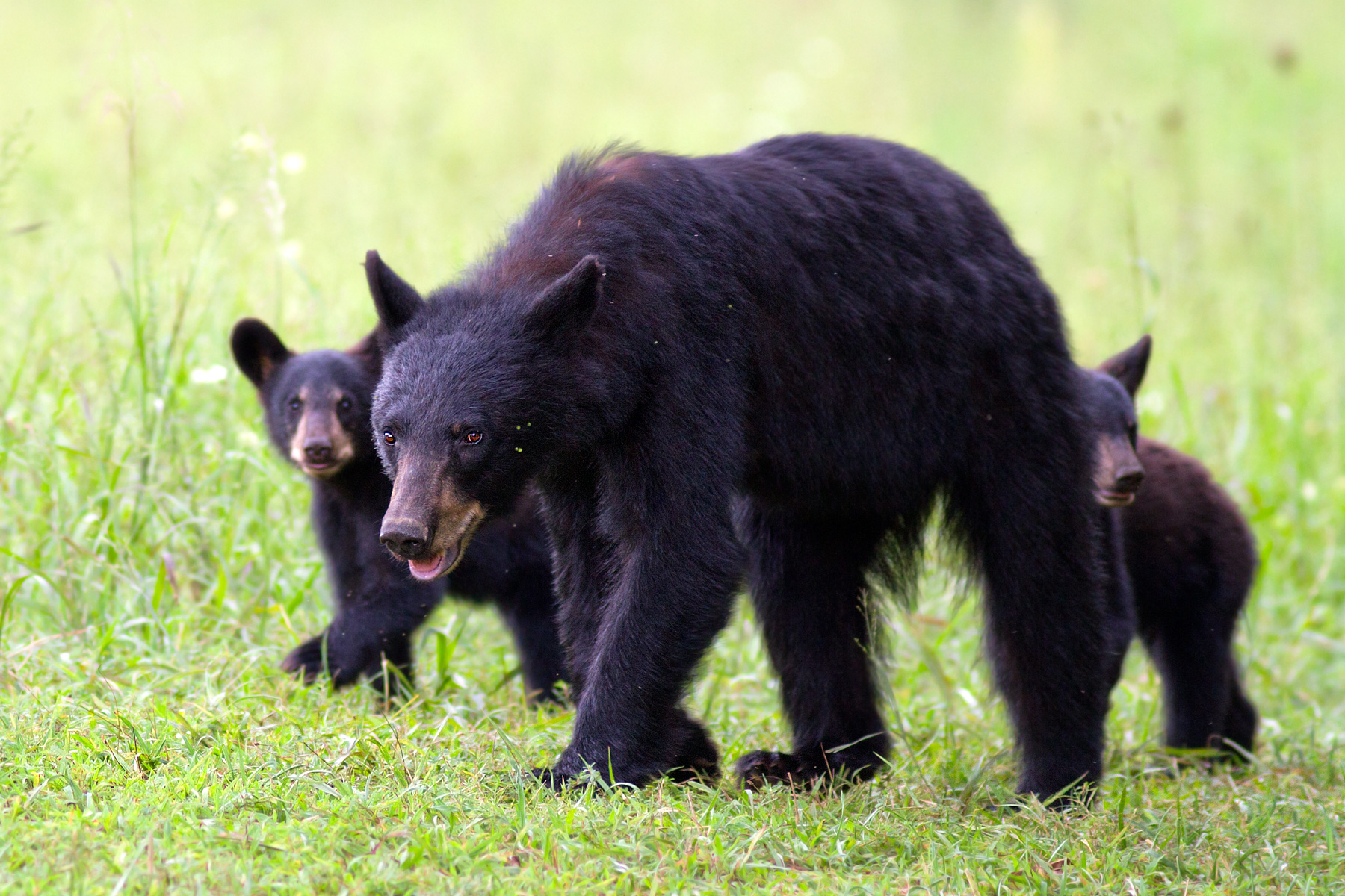 Wild black bears family 2...
