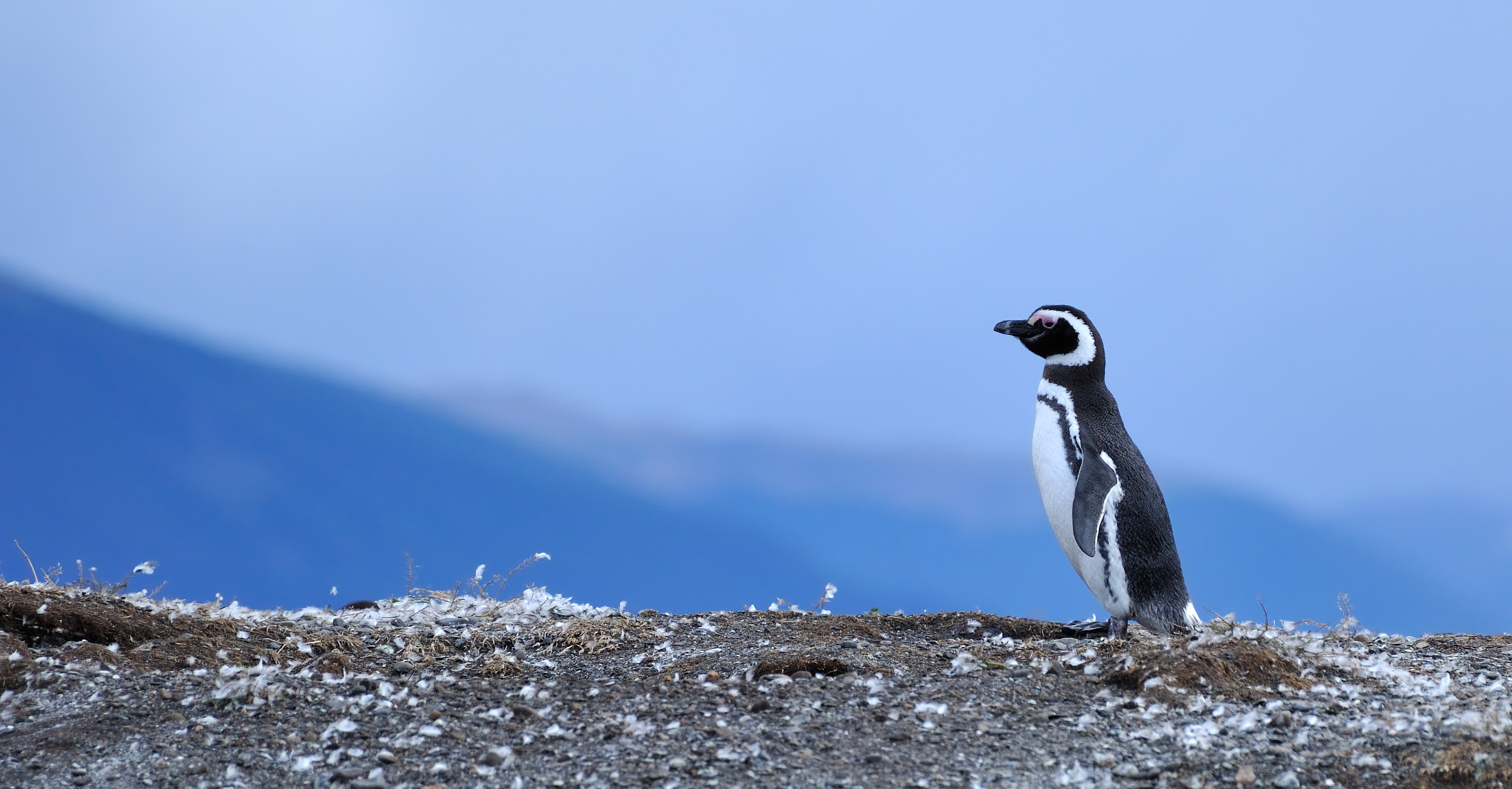 Lone penguin (Spheniscus magellanicus)...