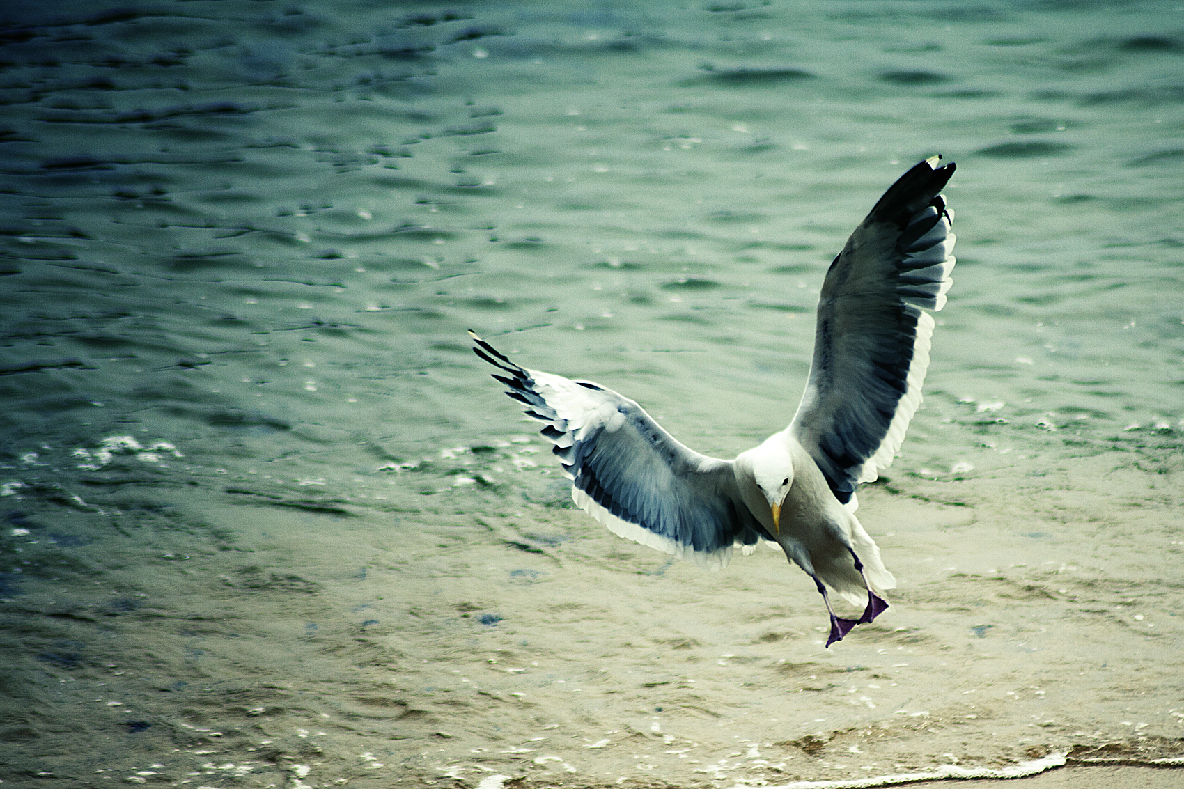 Sea Bird - Monterey...