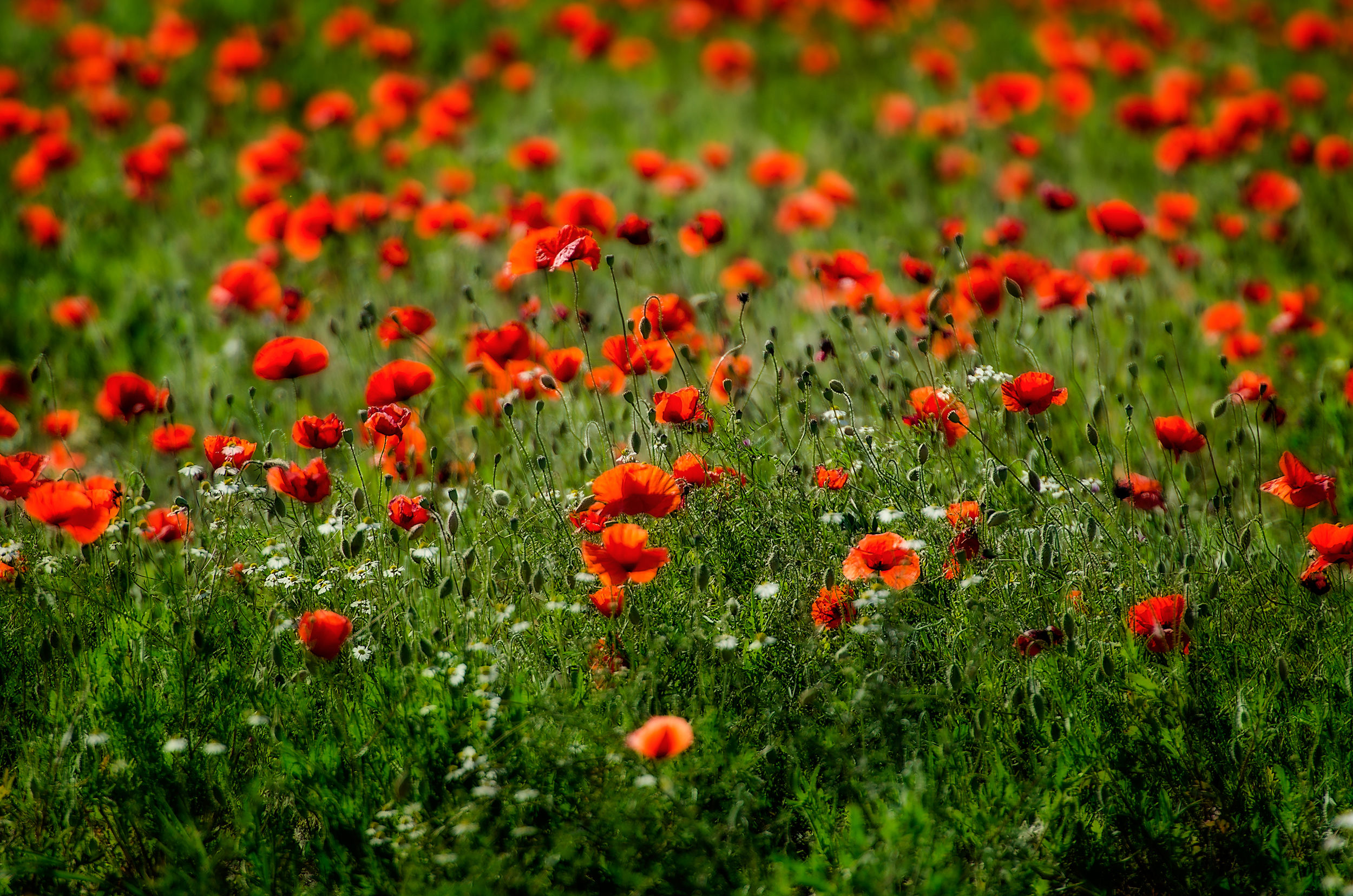 Thousand red poppies...