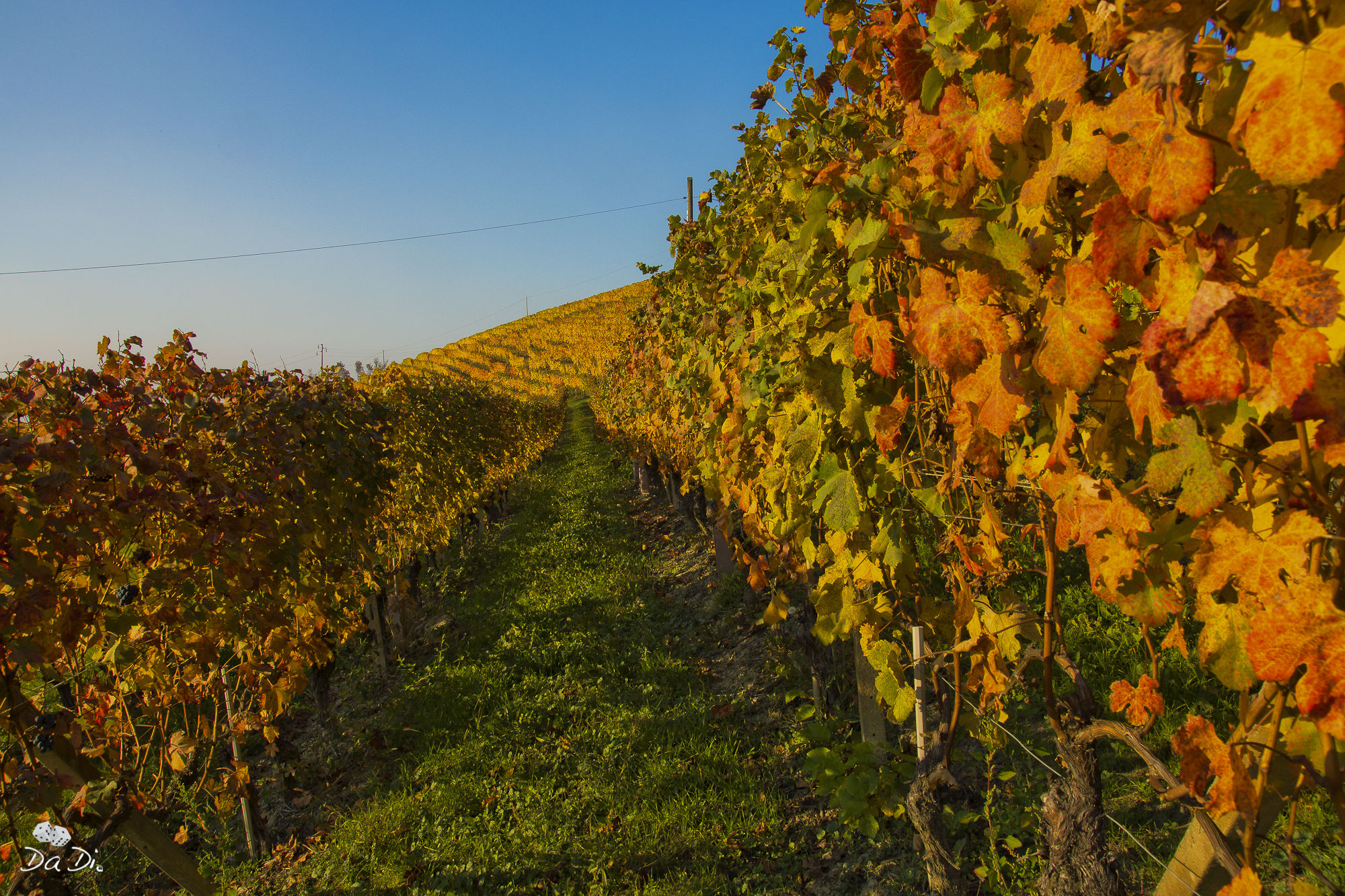 Vineyards in autumn...