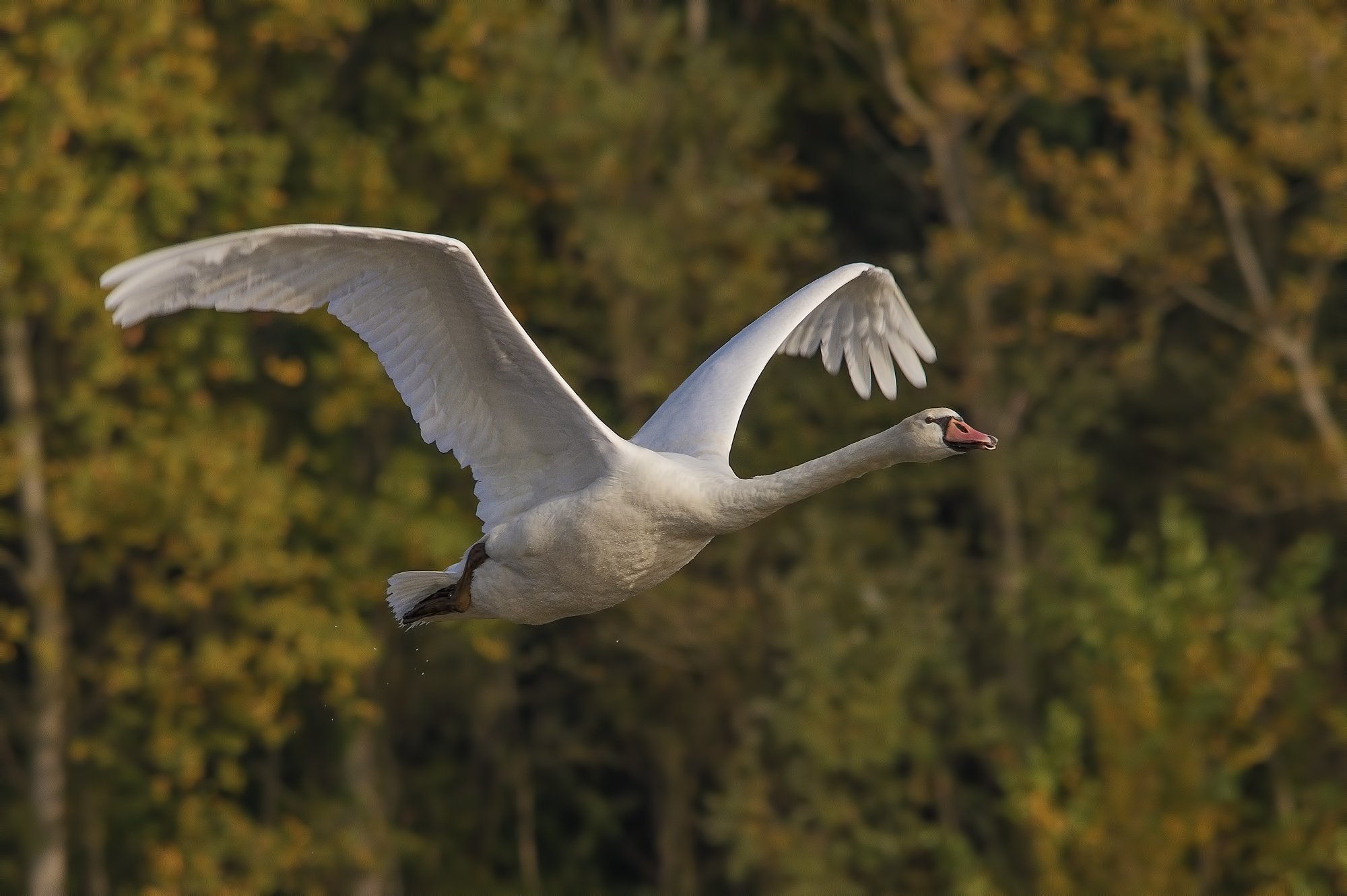 Swan in freedom....