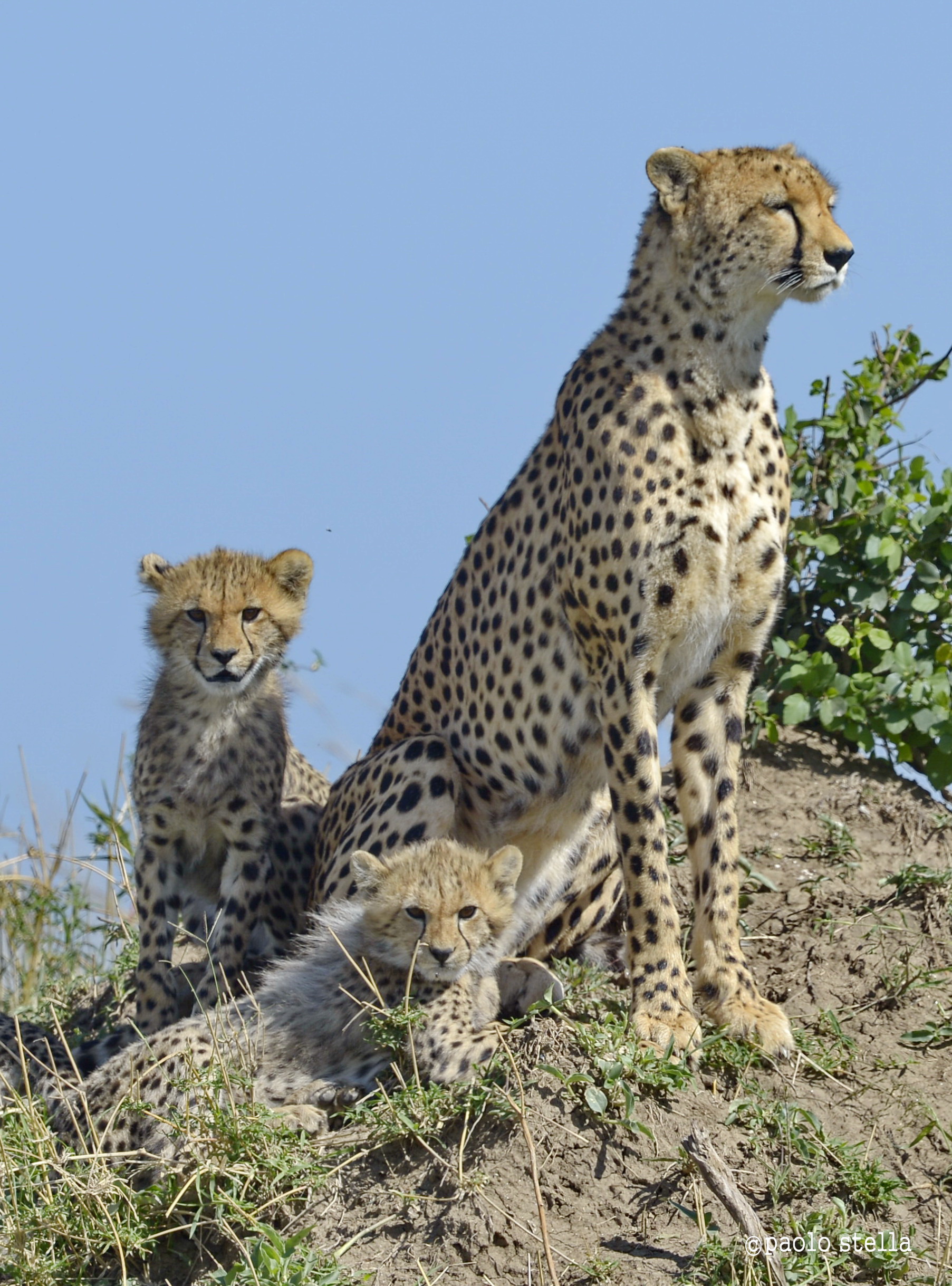 mom and cubs looking at me...