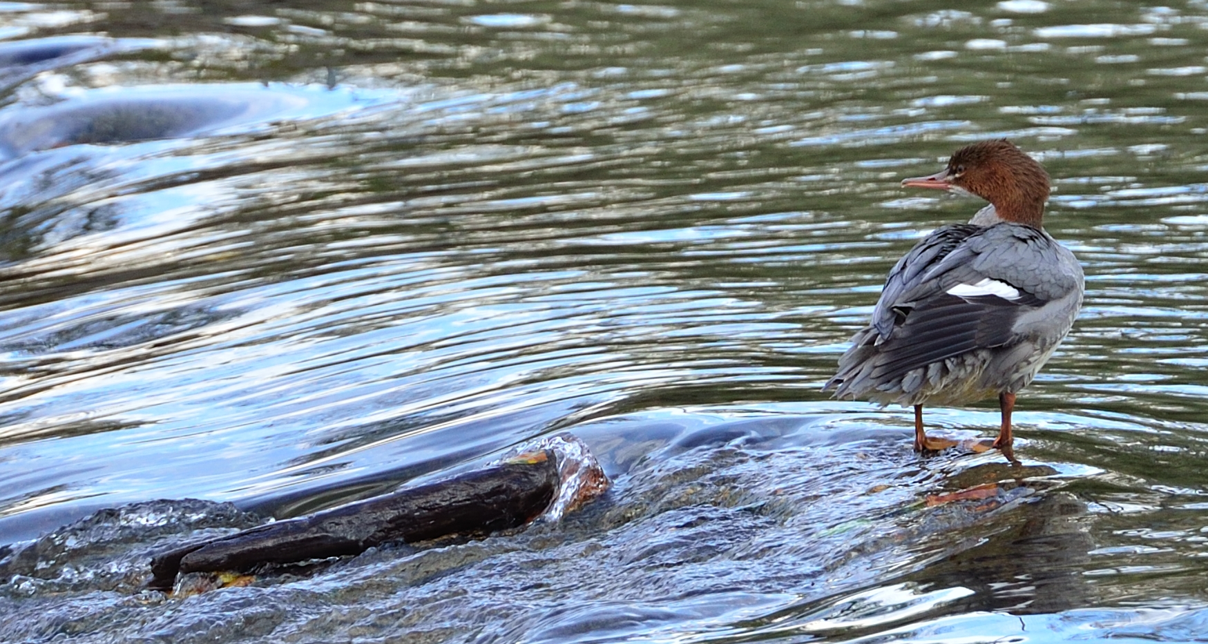 Duck?...