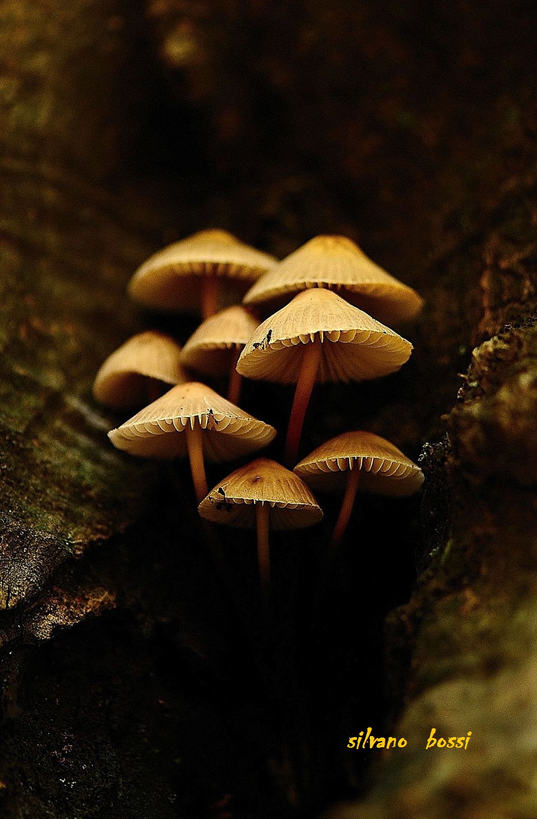 family of mushrooms...