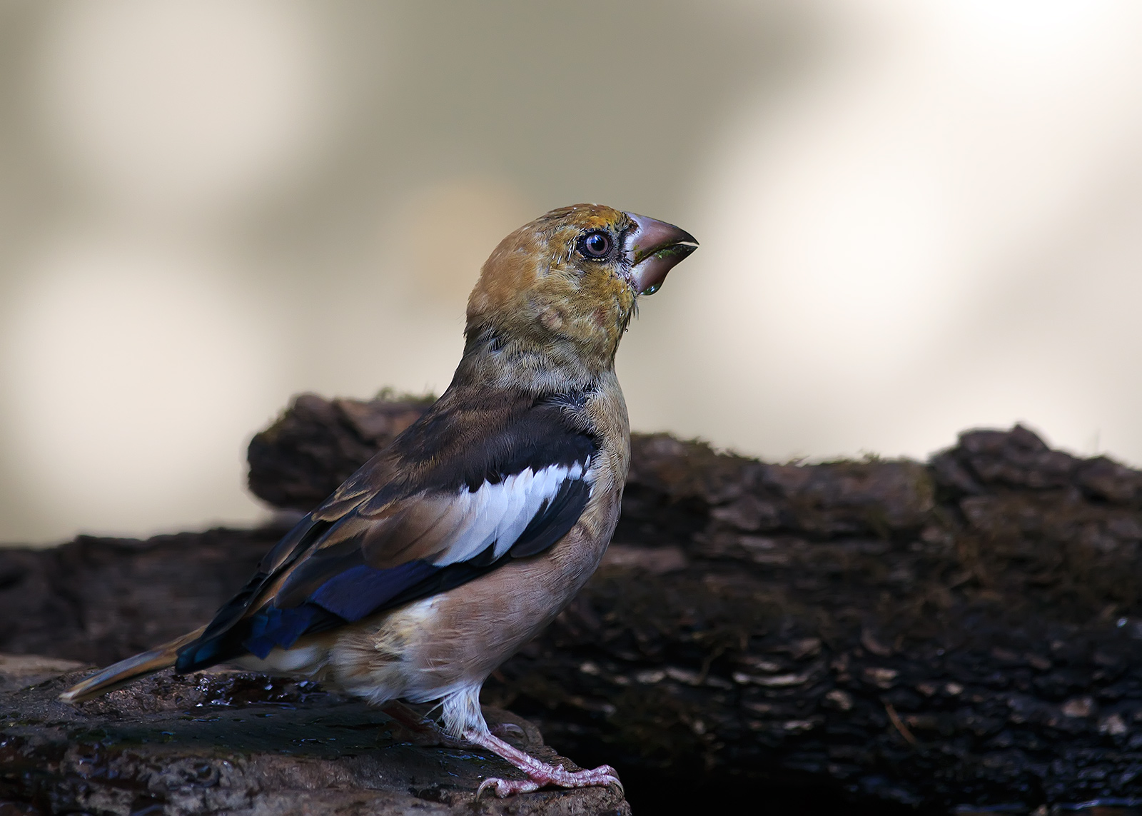 Hawfinch in the wood...