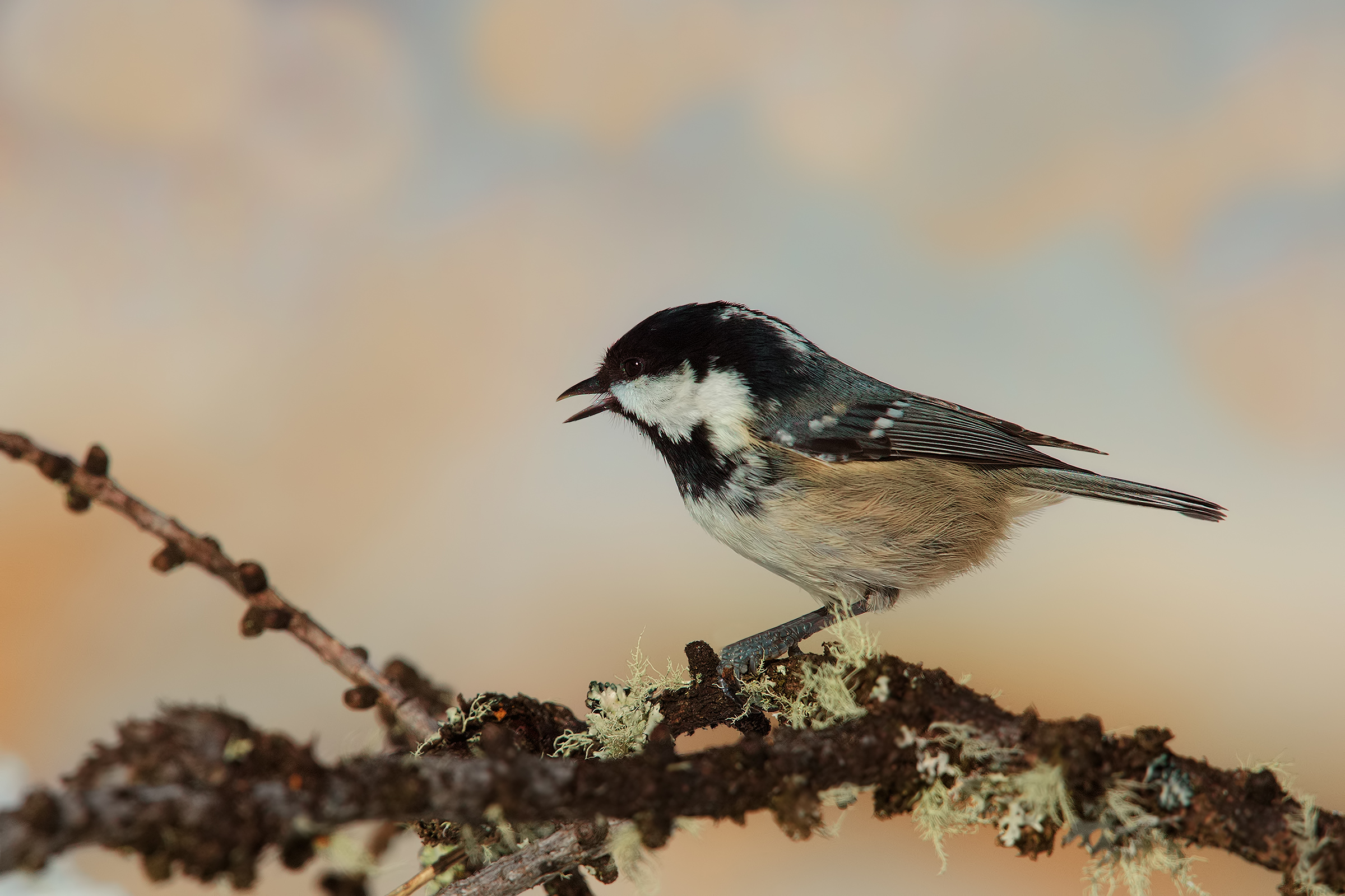 coal tit resting...