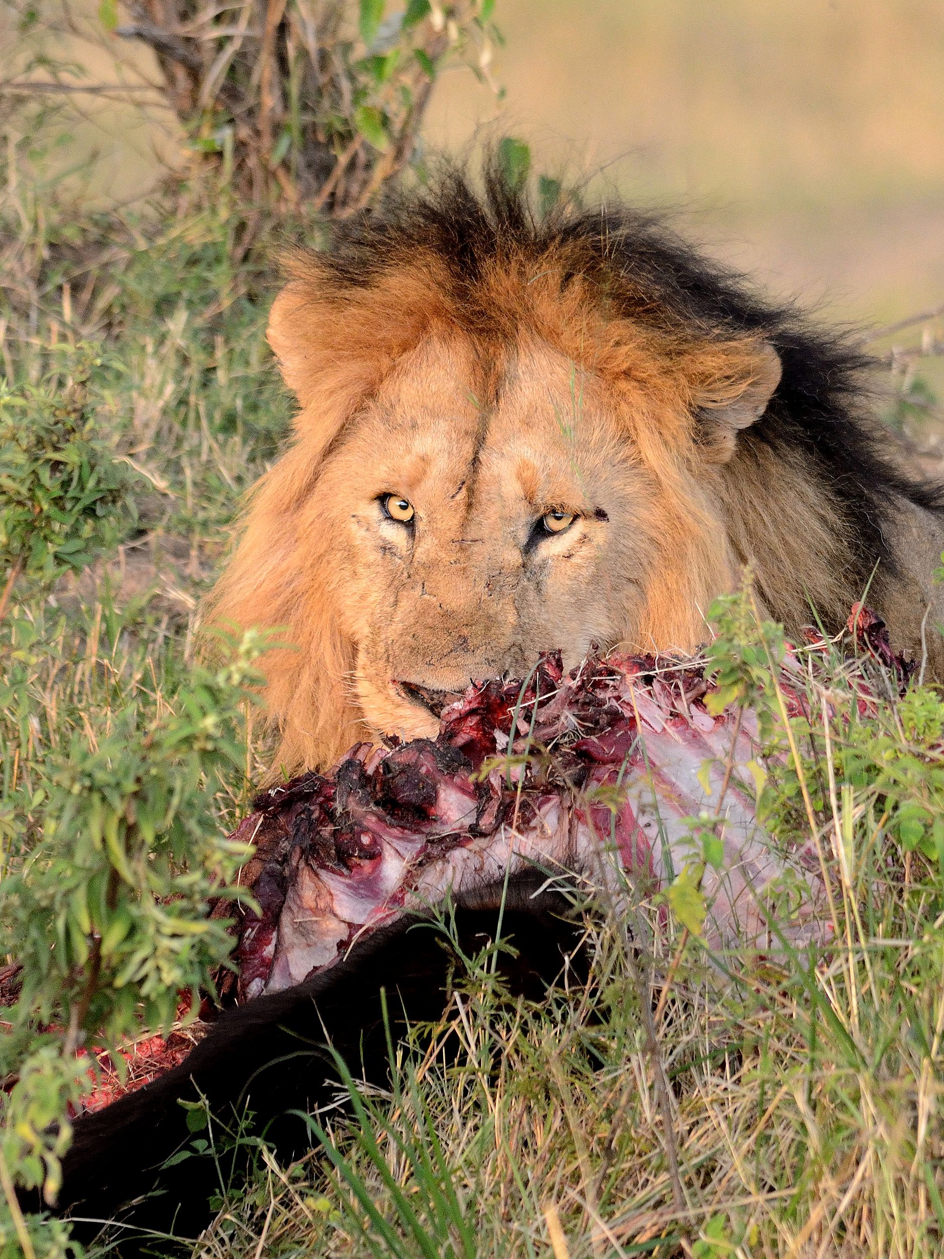 Lion with the carcass of a buffalo...