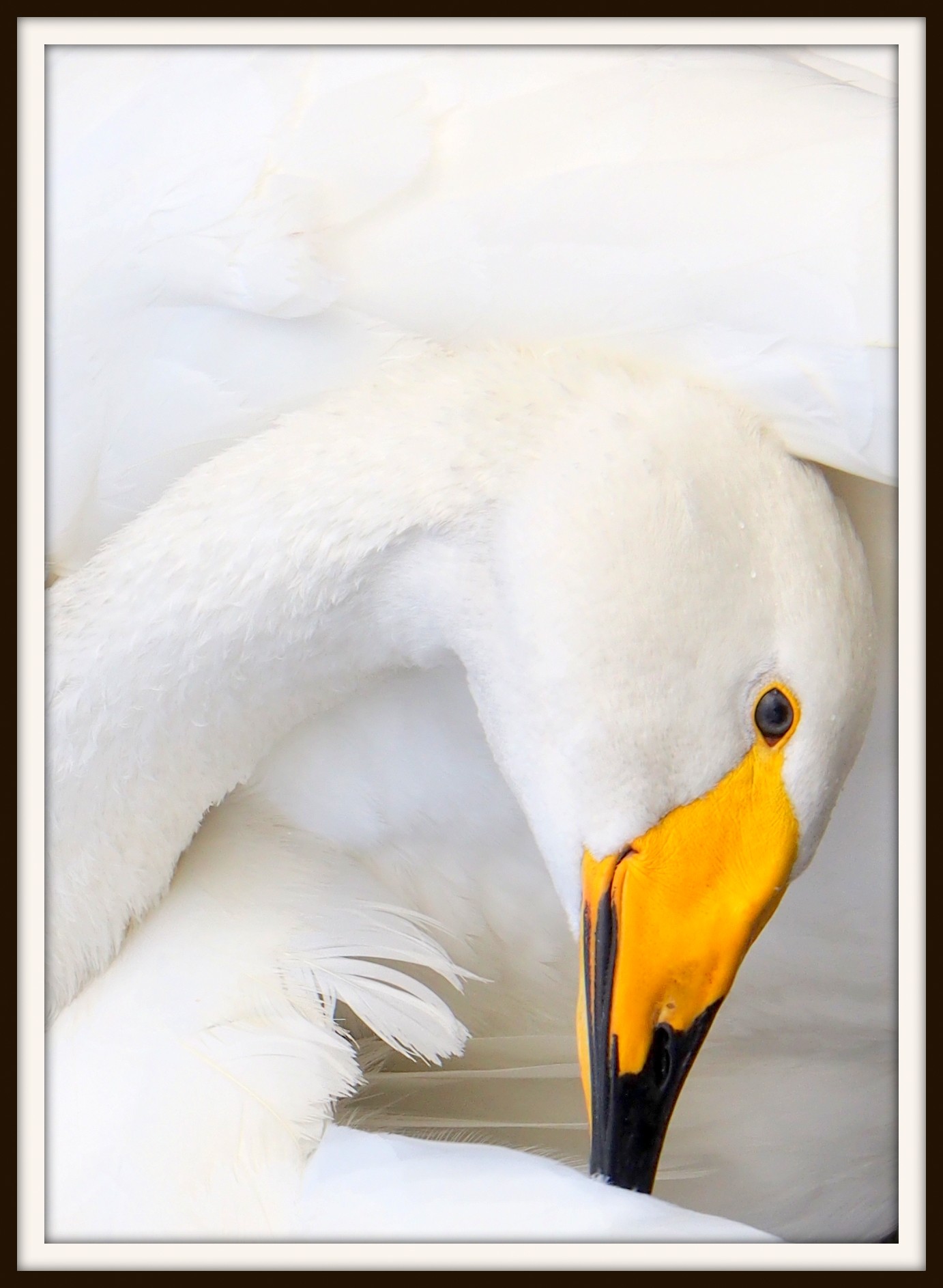 the Swan...