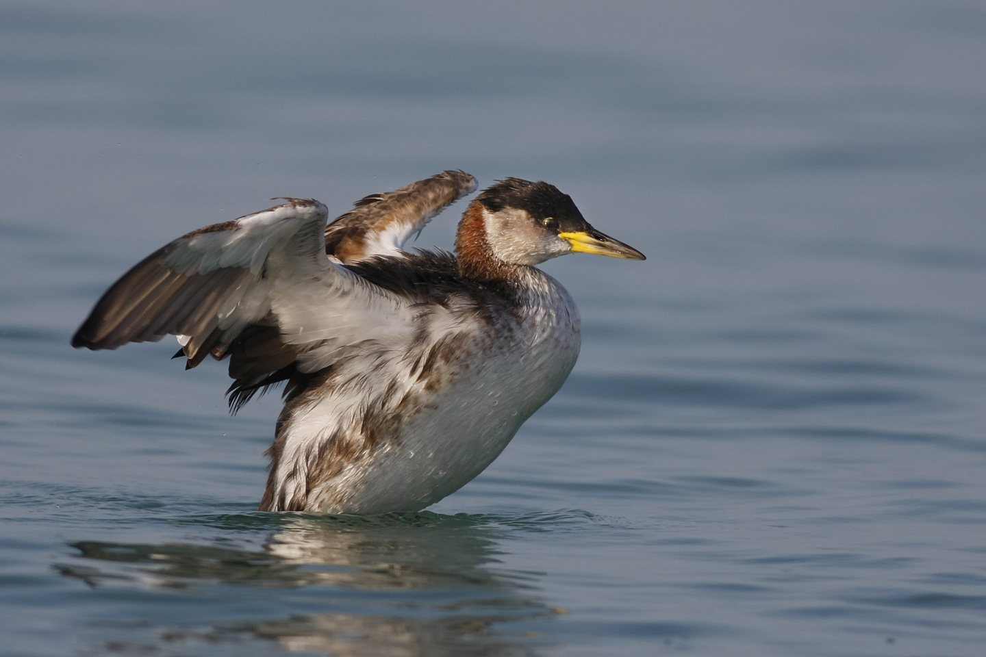Red-necked Grebe...