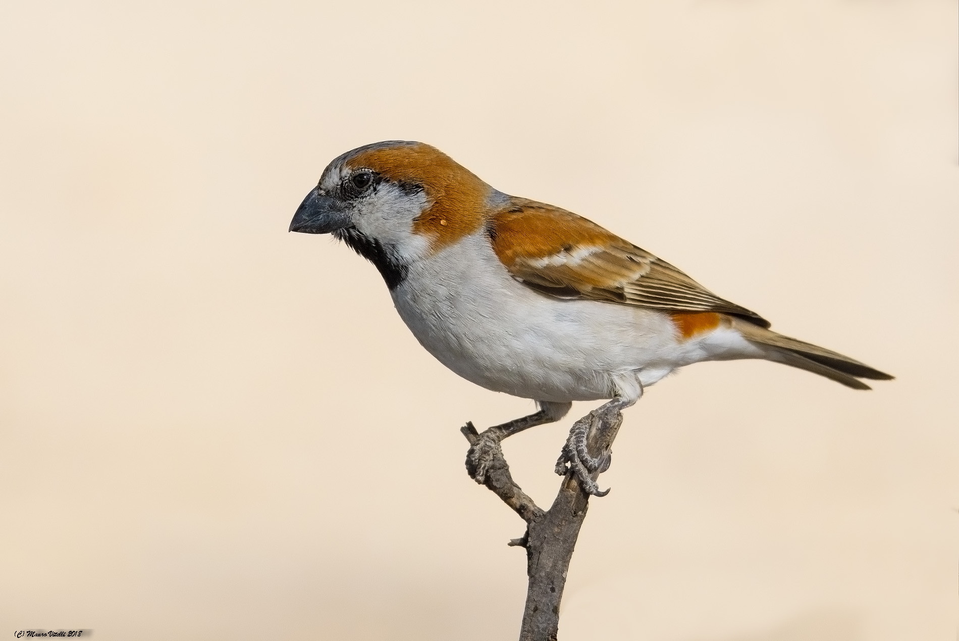Great Sparrow (Passer motitensis) Kalahari...