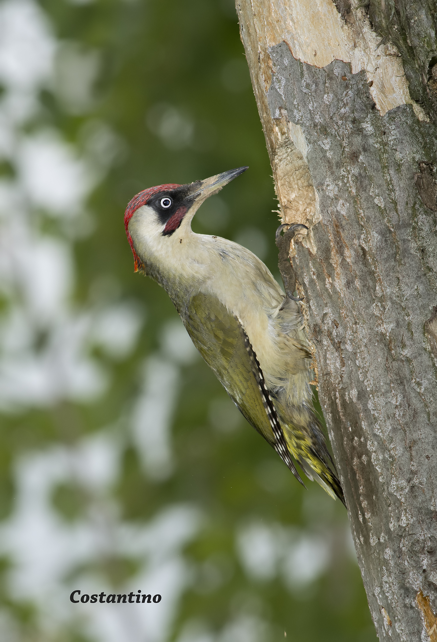 Green woodpeckers (Picus viridis)...