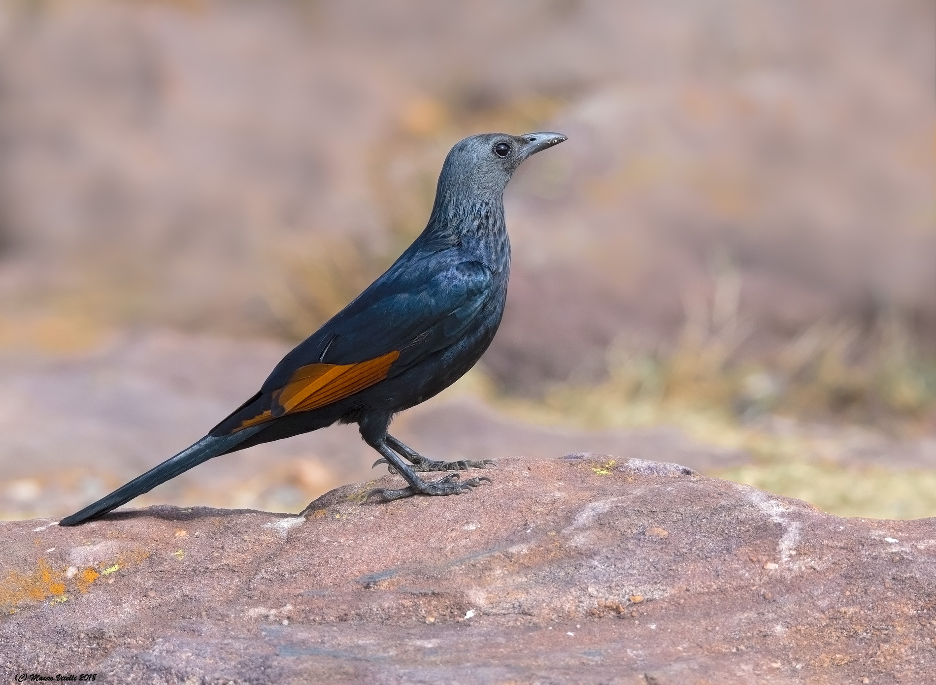 Red-Winged Starling (onychognathus Morio) ...