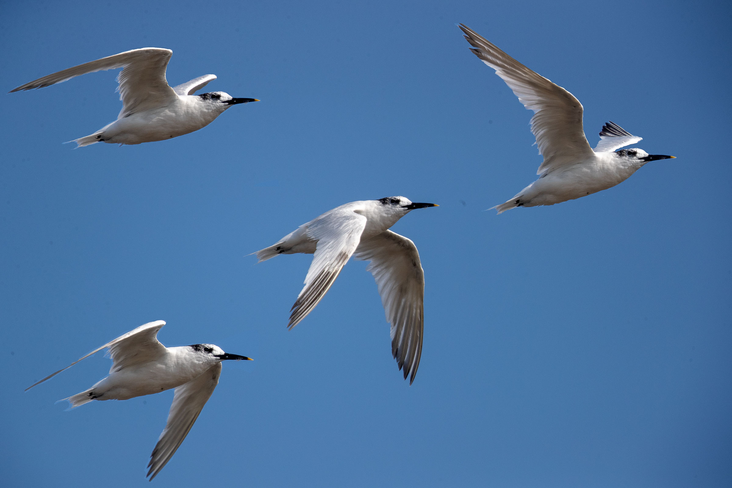 The flight of the Sandwich Tern...