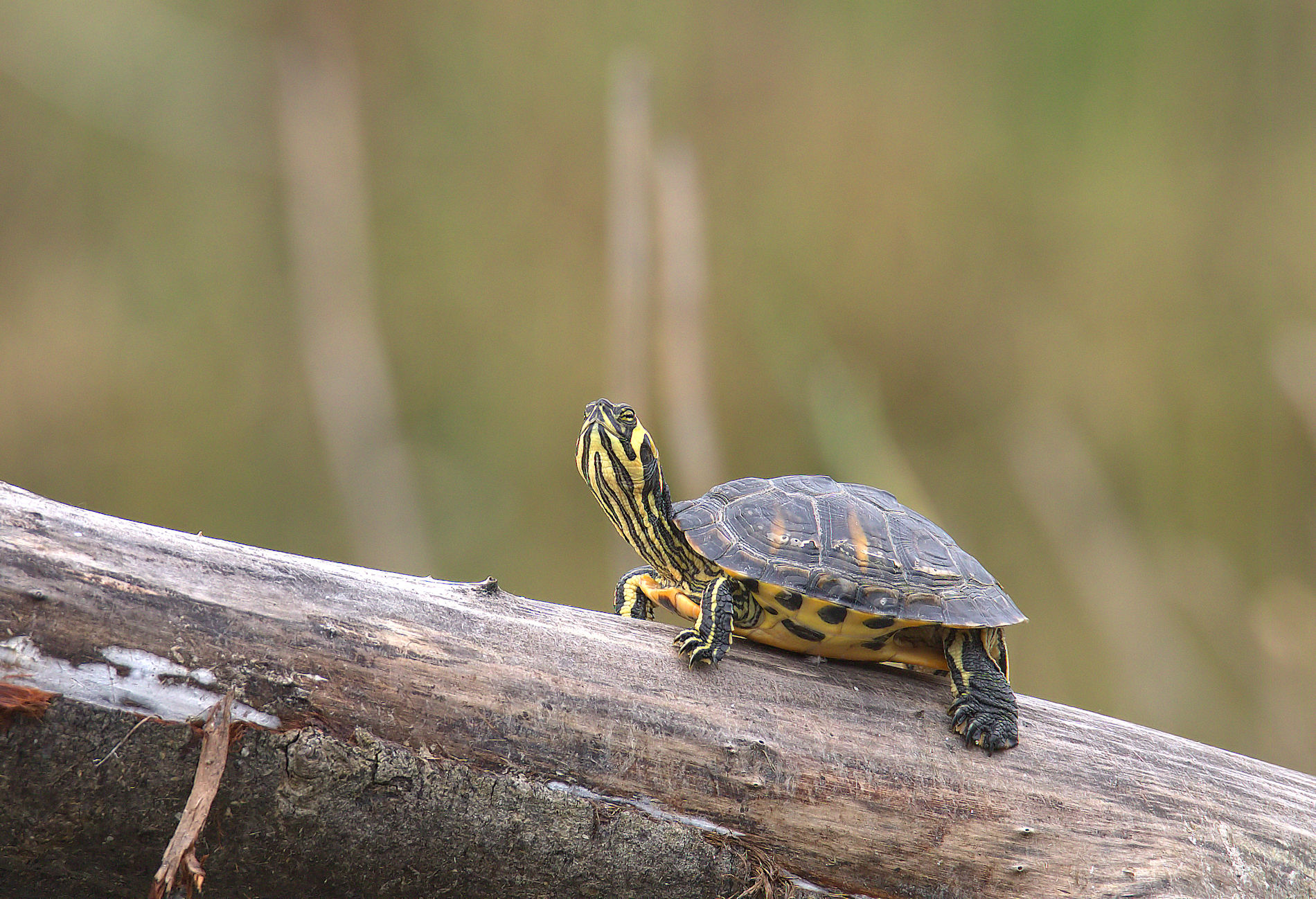 Trachemys scripta...