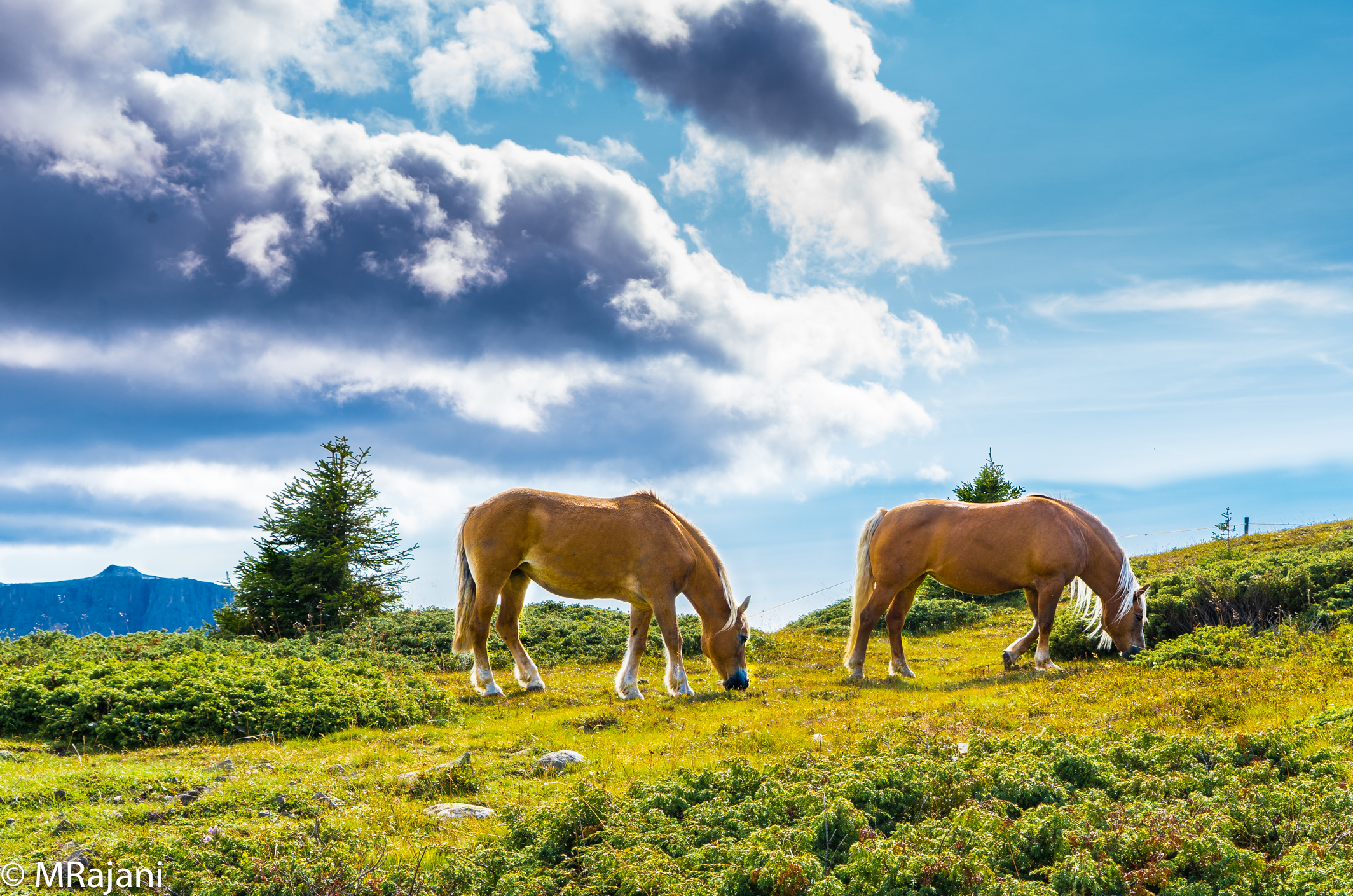 Horses at Alpe di Siusi...