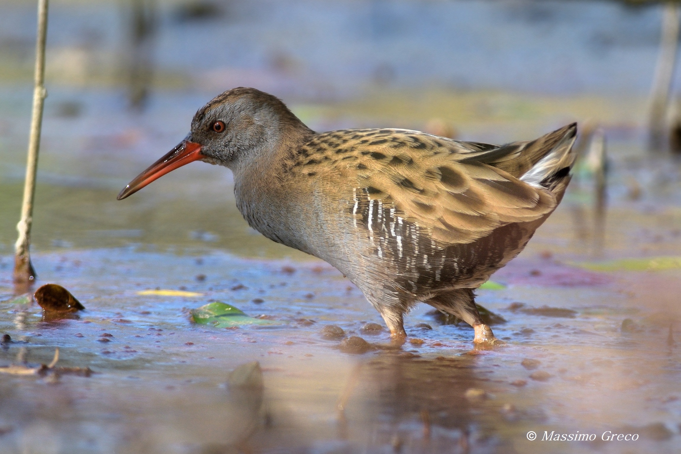 Porciglione (rallus Aquaticus)...