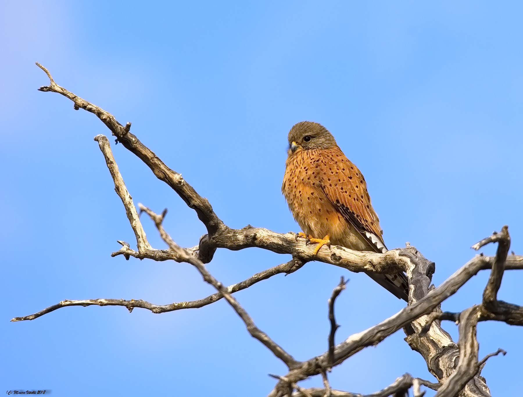 Rock Kestrel (Falco Rupicolus) Kalahari...