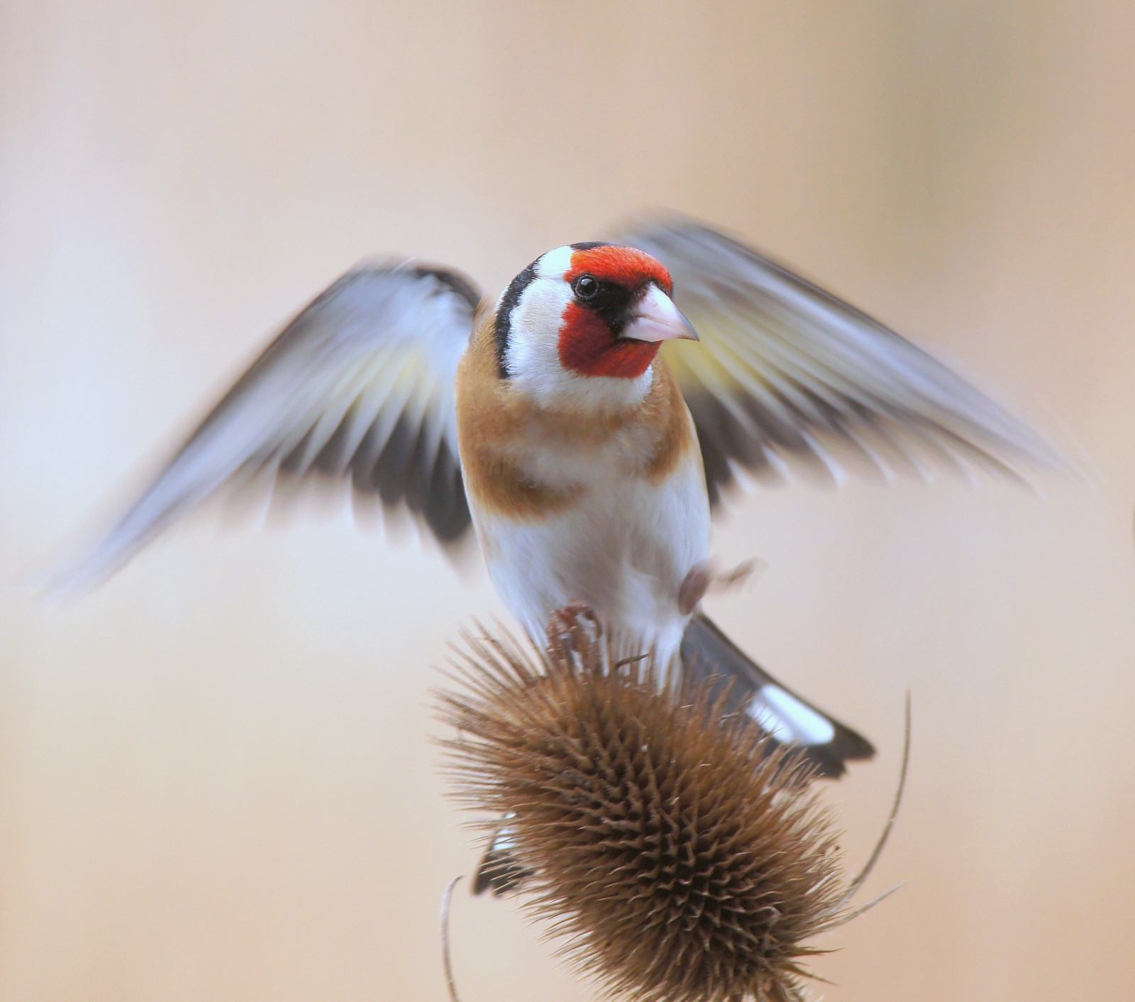 European goldfinch in Winter...