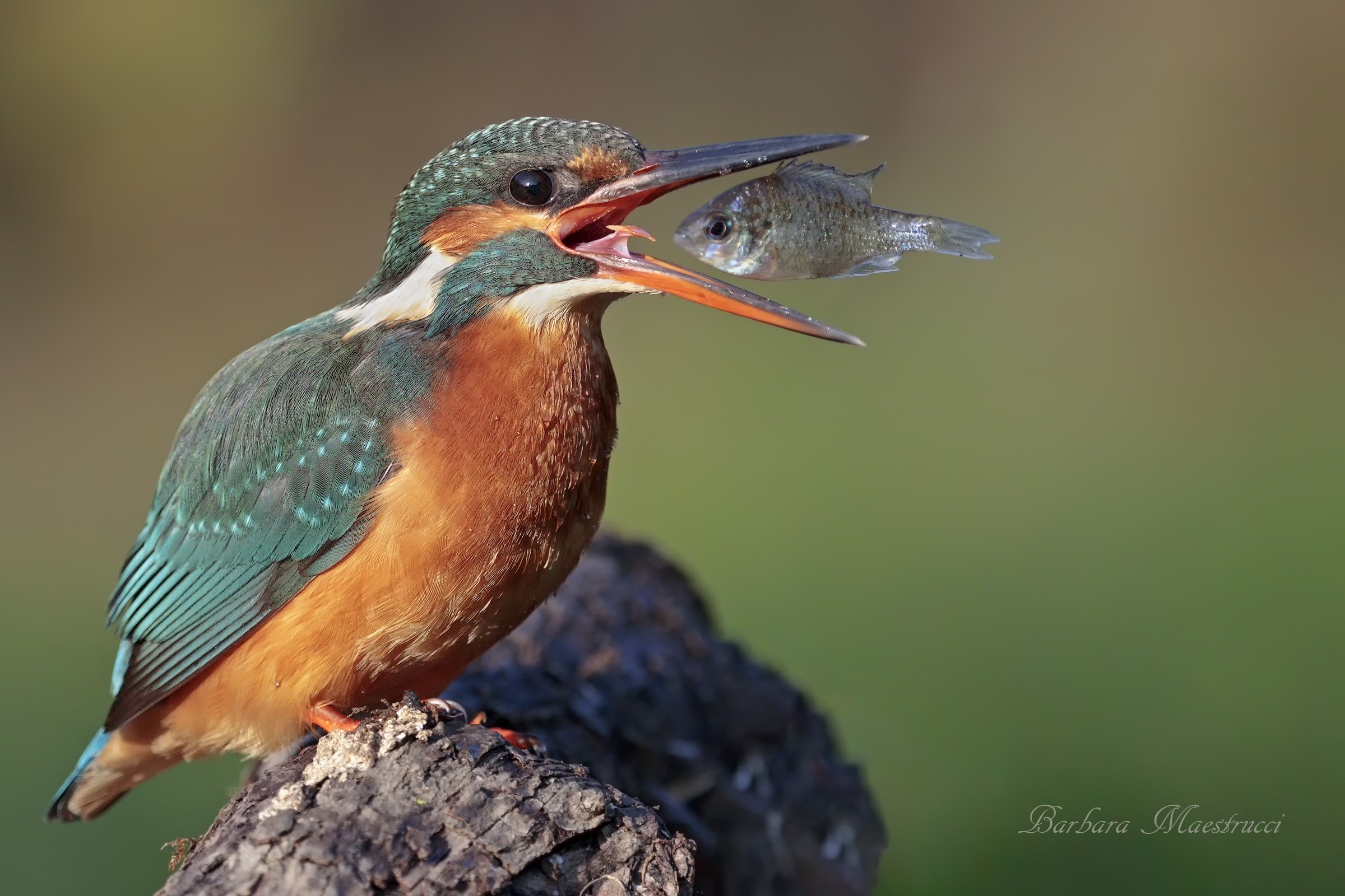Sun perch with Kingfisher ...