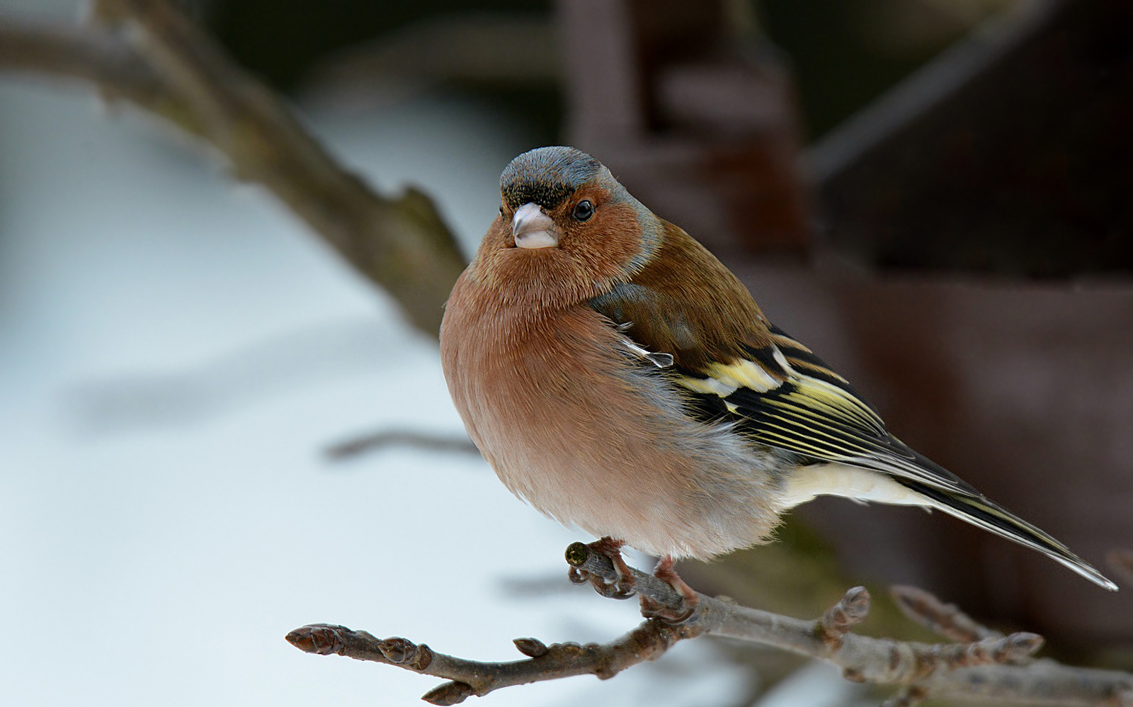 Chaffinch...