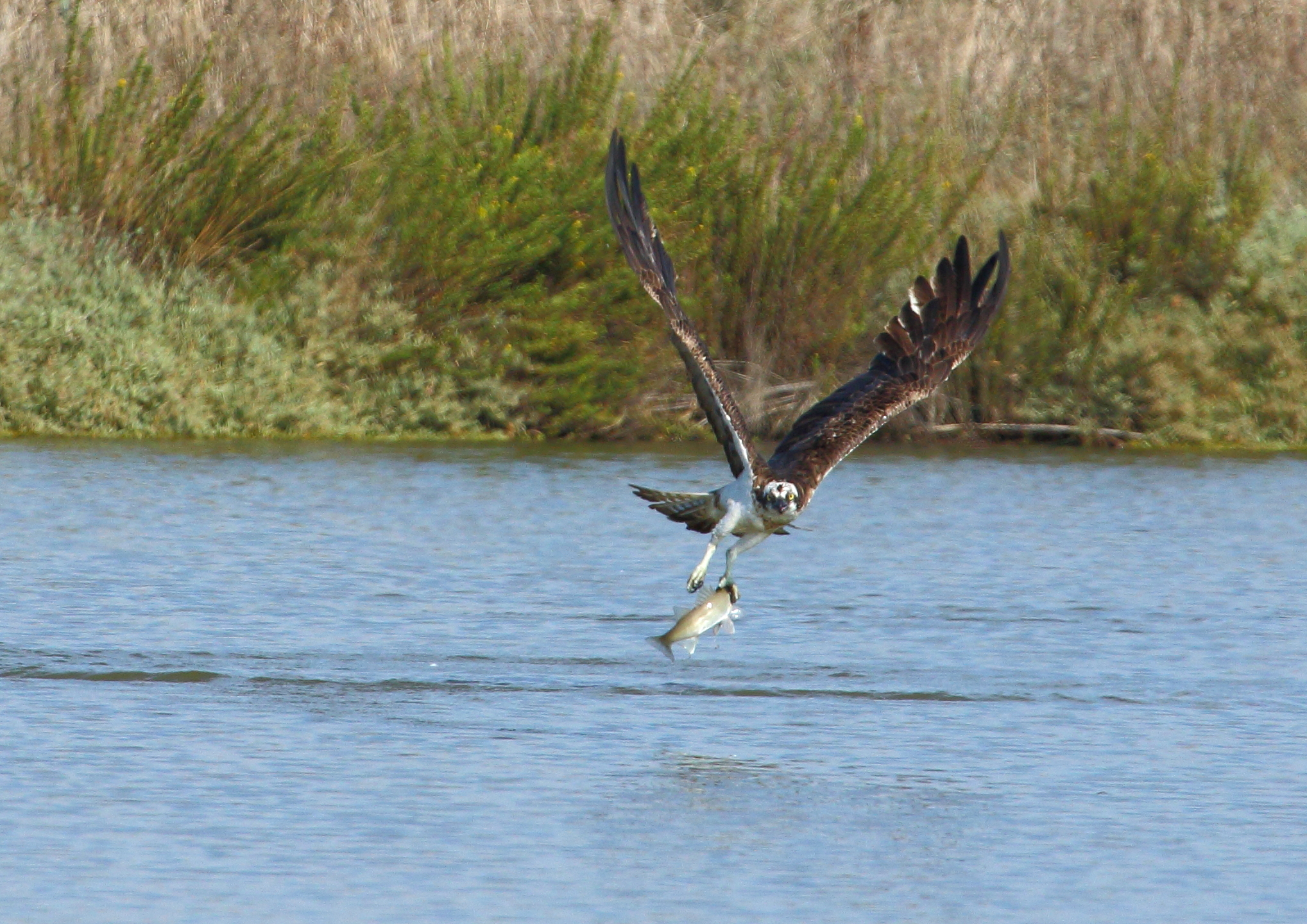 Falco pescatore 5...