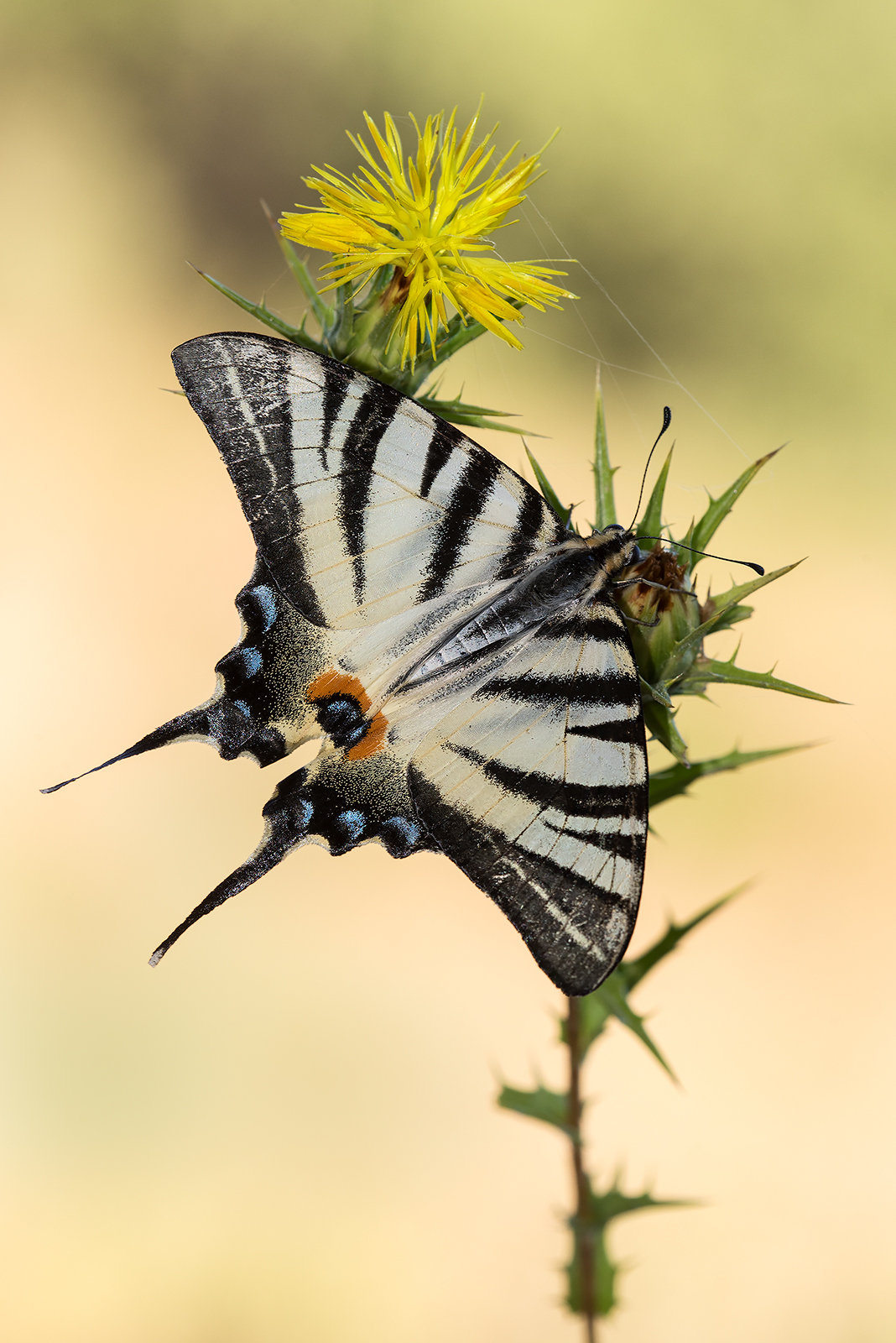 Scarce Swallowtail...