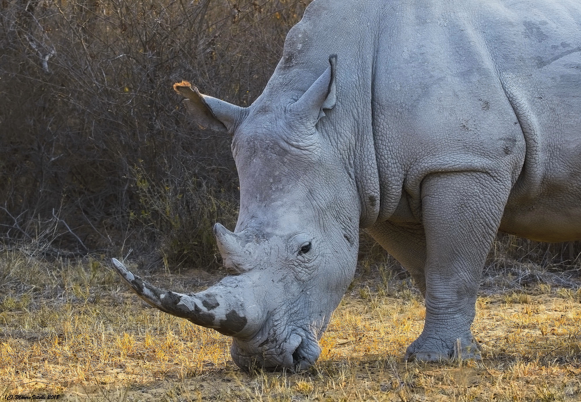 White Rhinoceros (south Africa)...