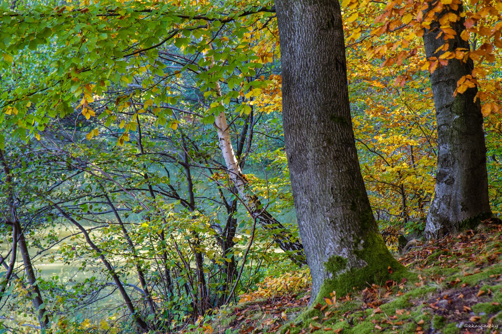 Alberi vicino al lago...