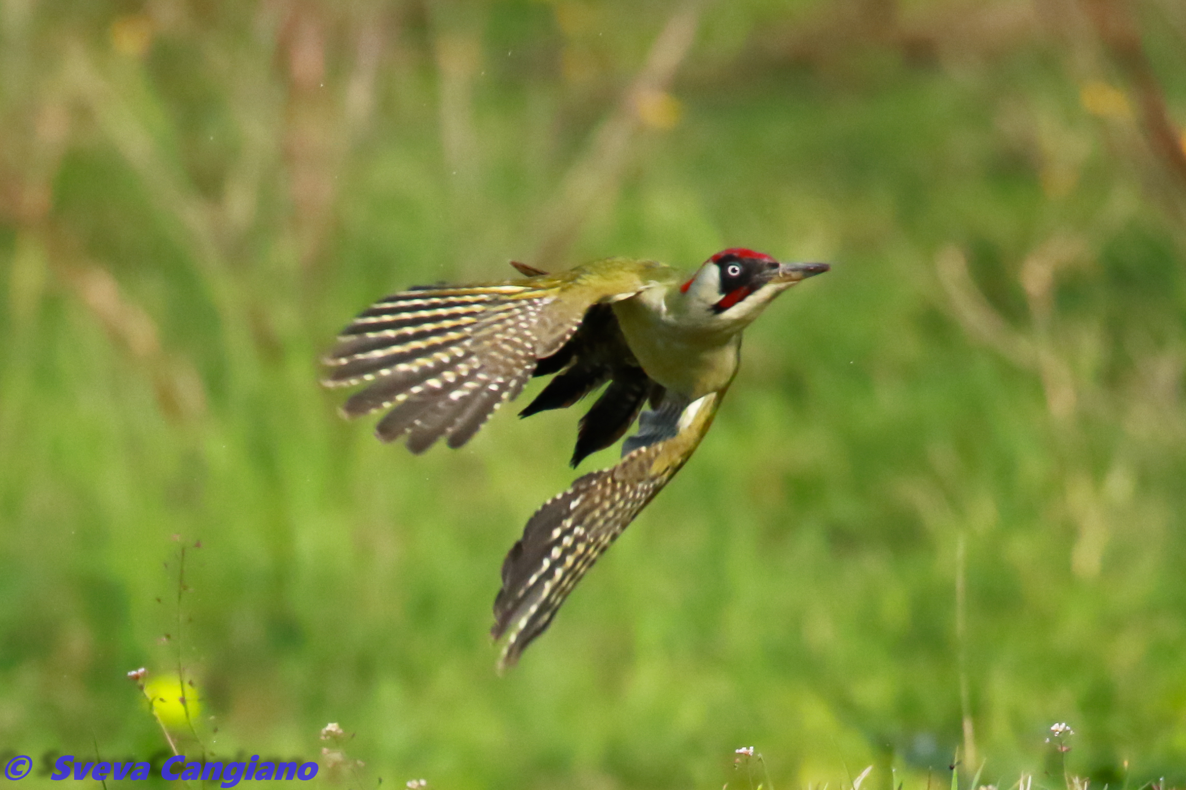 Green Woodpeckers...