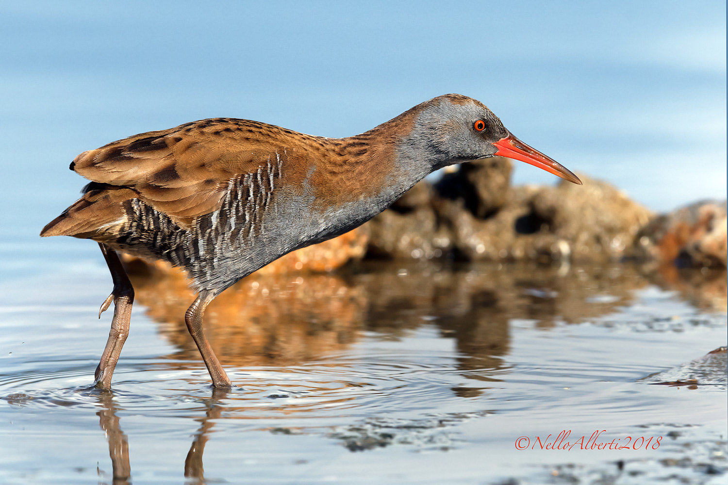 Water Rail 2018...