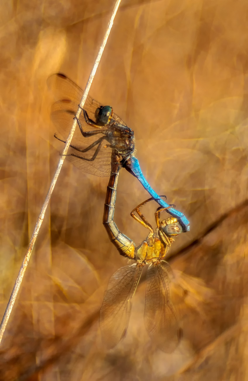 Orthetrum coerulescens anceps in mating...