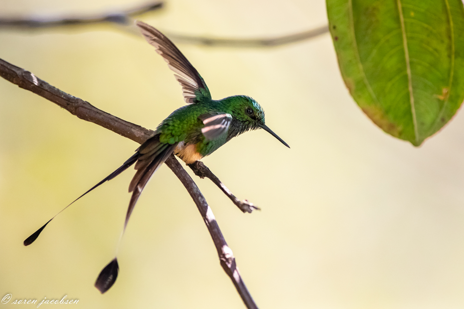Booted Racket-Tail...