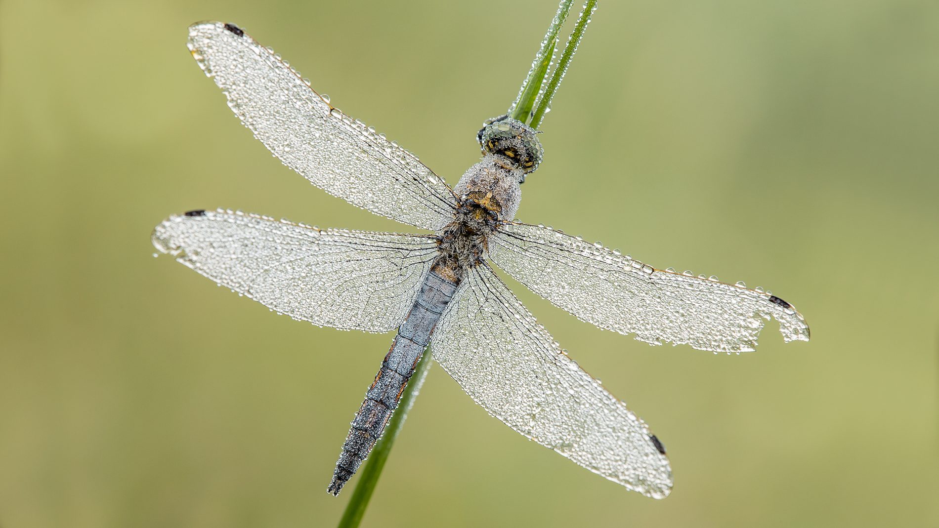 Libellula...