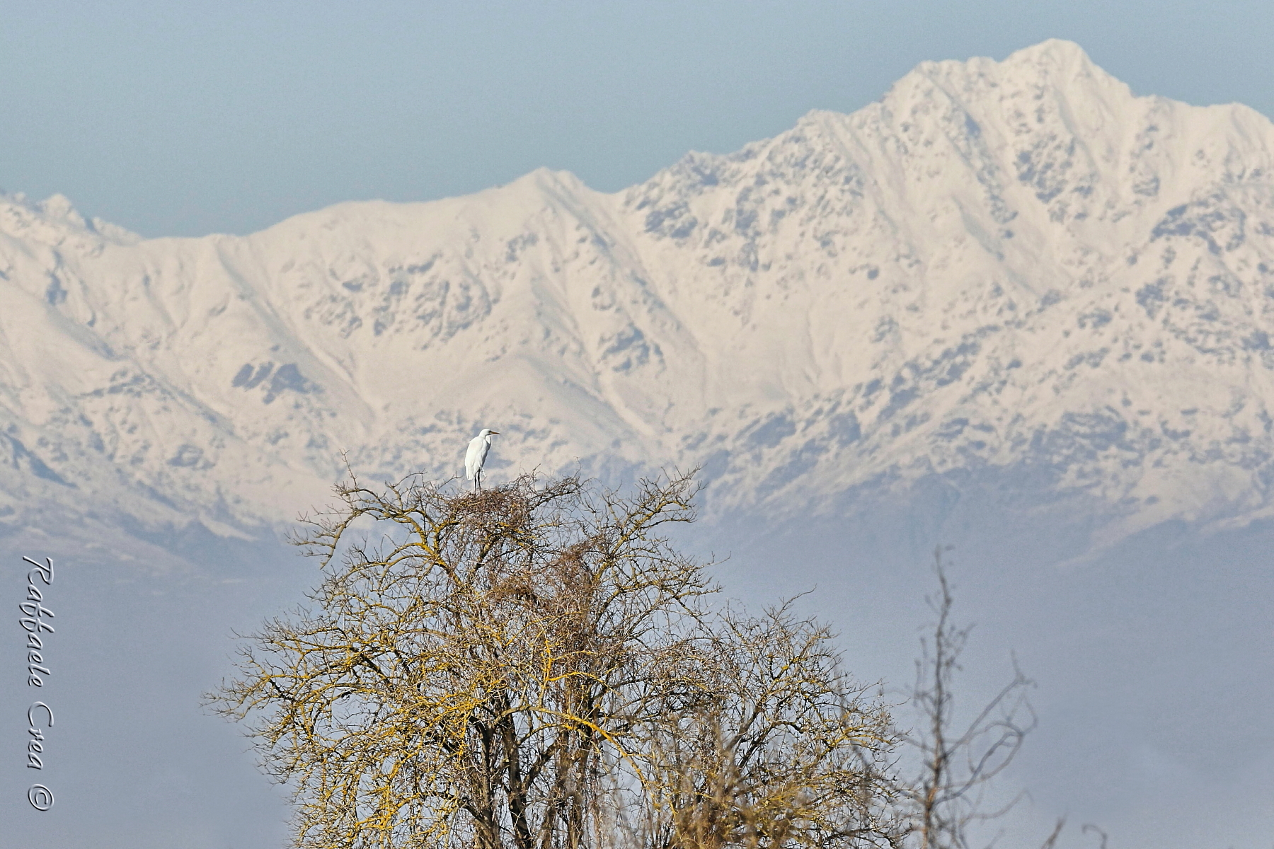 Airone Bianco Maggiore, sullo sfondo il Monte Rosa...