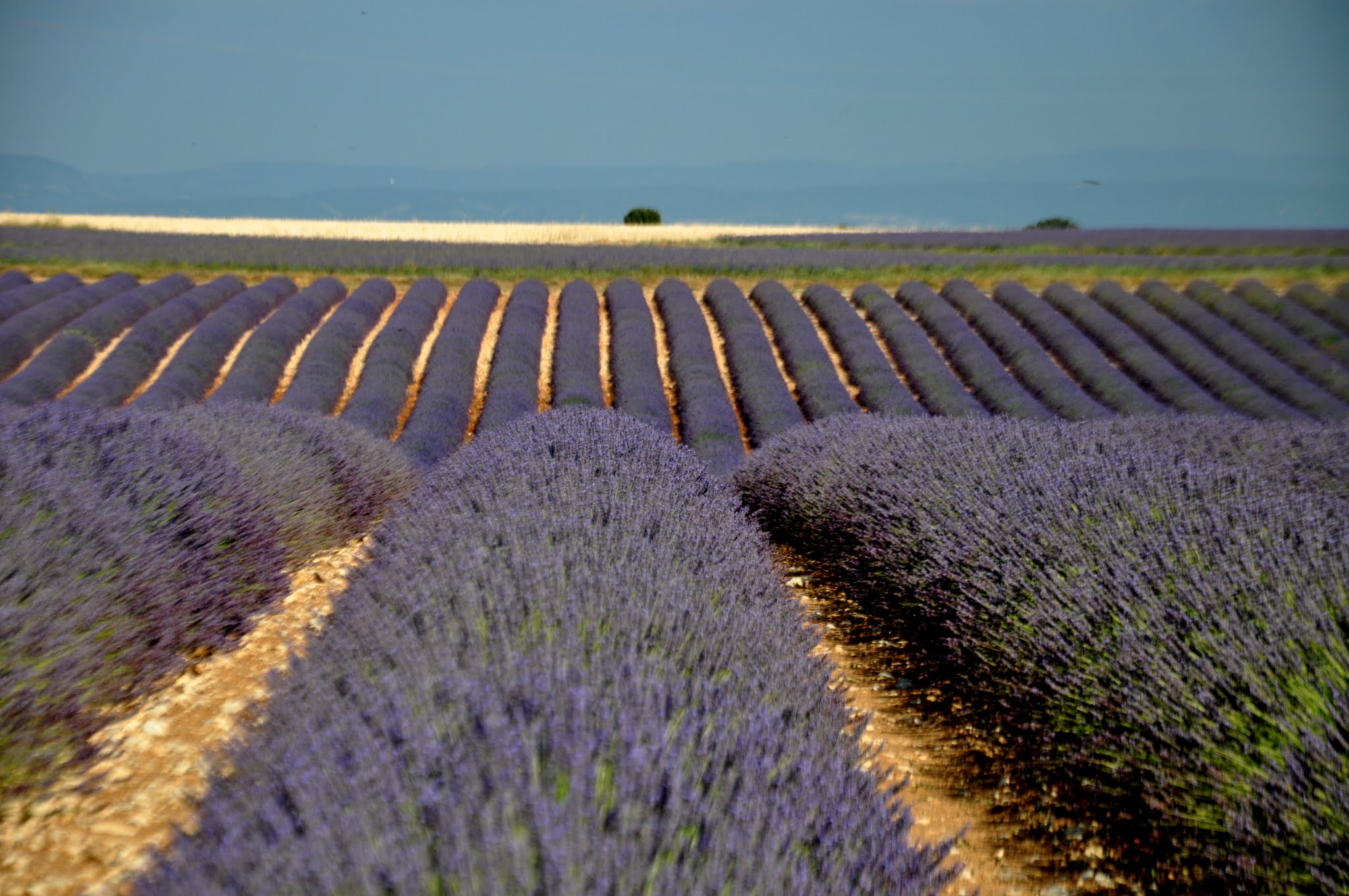 Plateau du Valensole (Provence-France)...