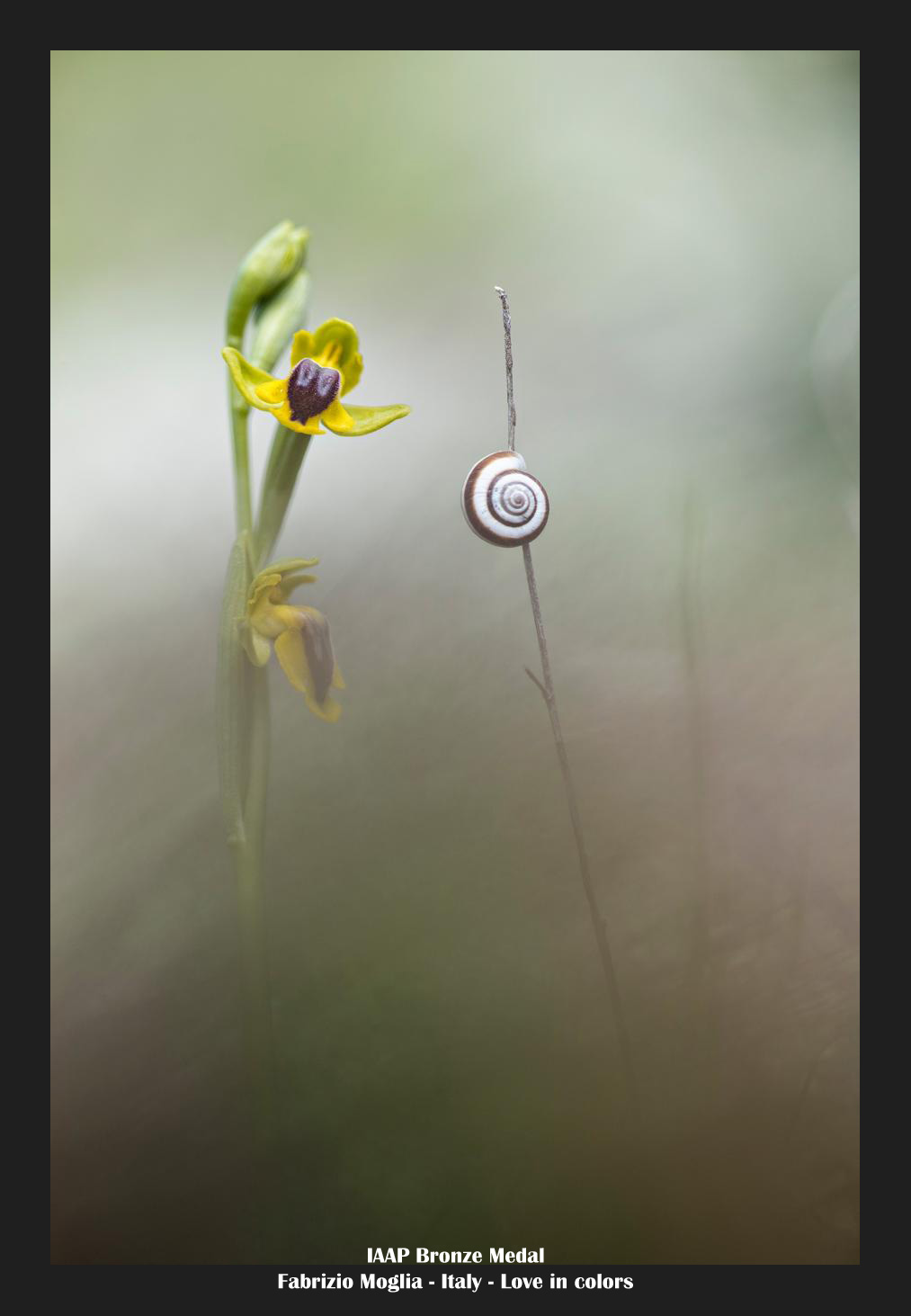 Ophrys lutea...