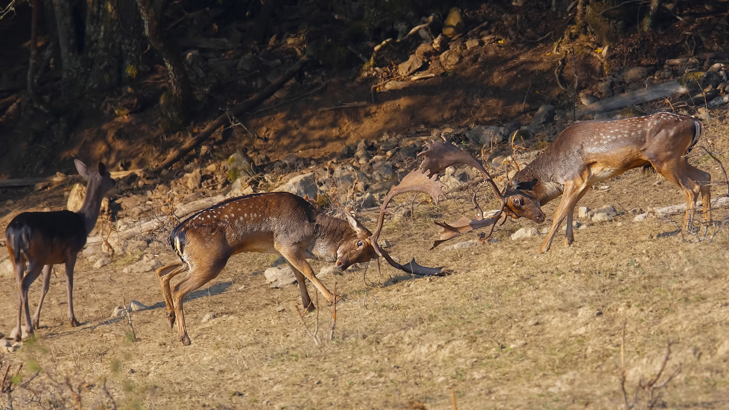 Male deer in fight...