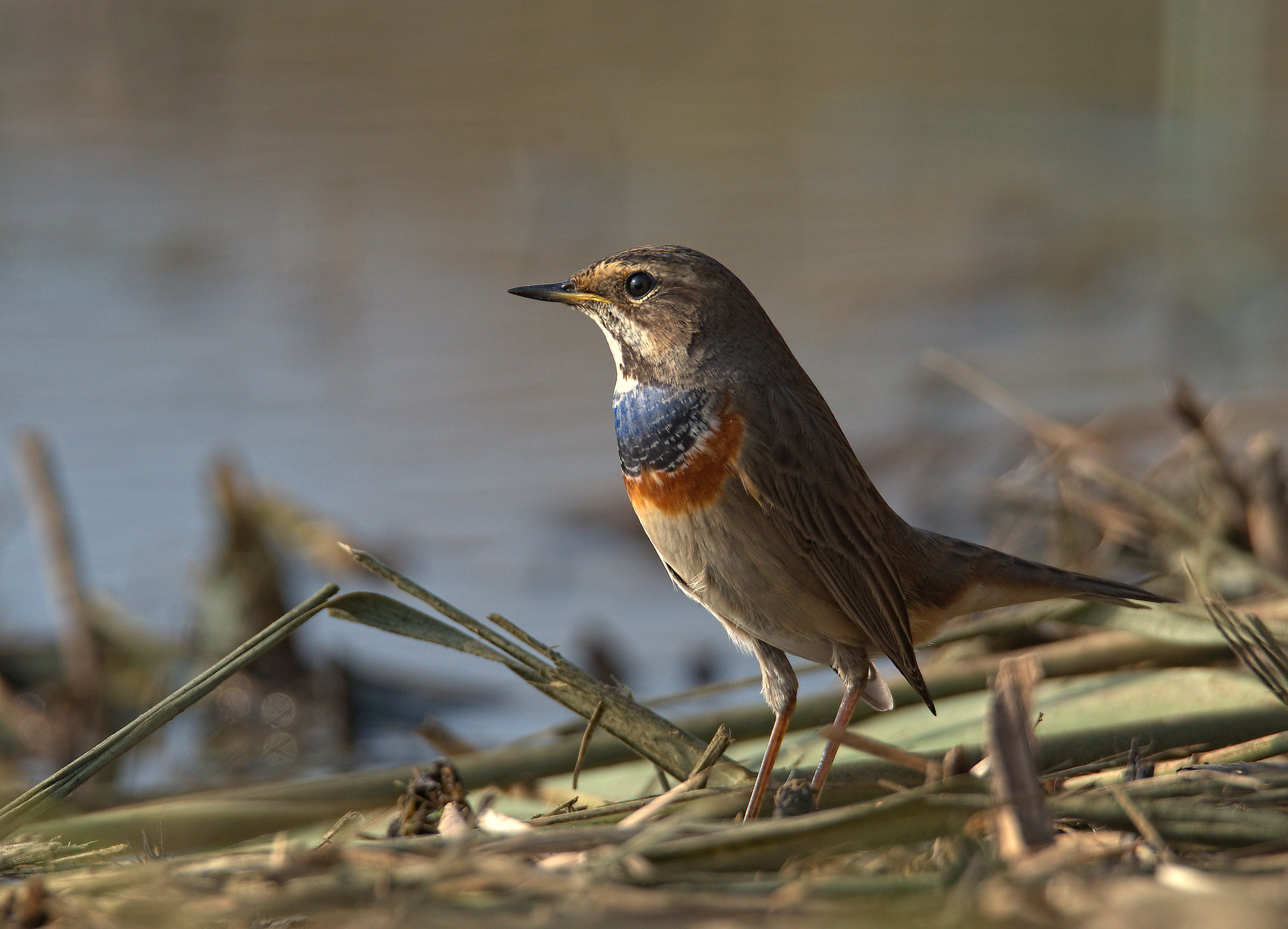 Bluethroat...