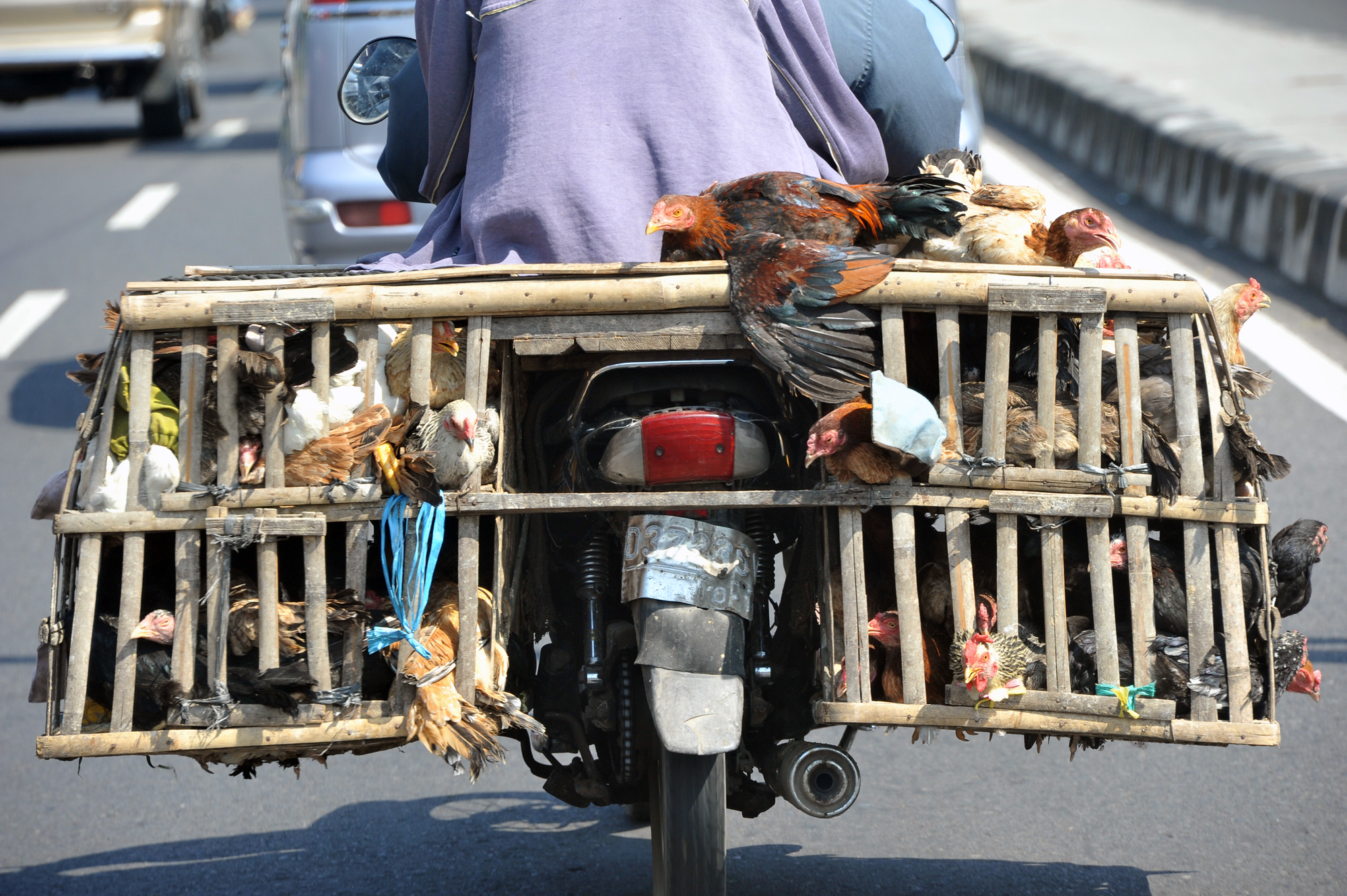 Poultry on motor-bike, Gyojakarta, Java, Indonesia....