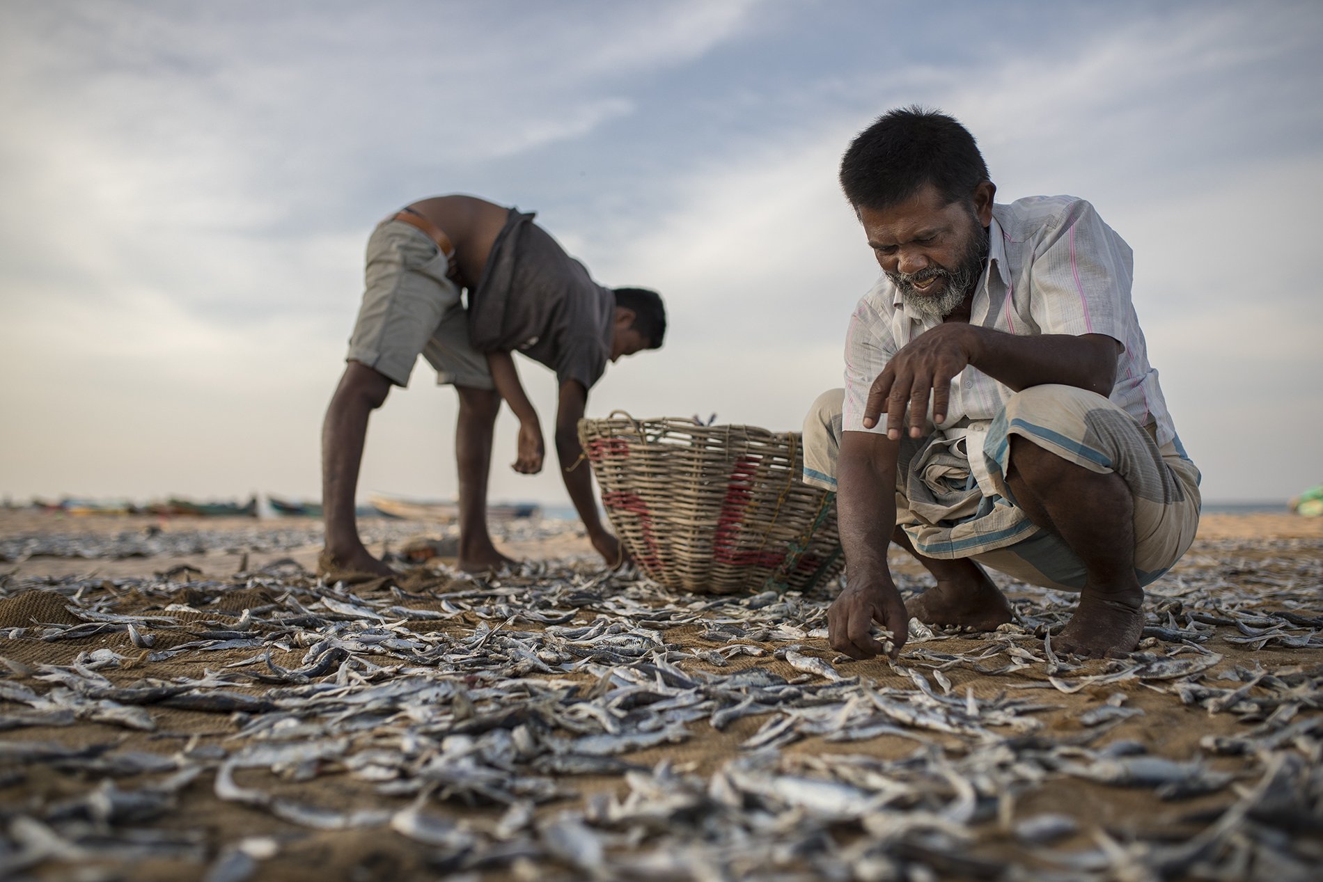 la raccolta del pesce essiccato a Nilaveli beach...