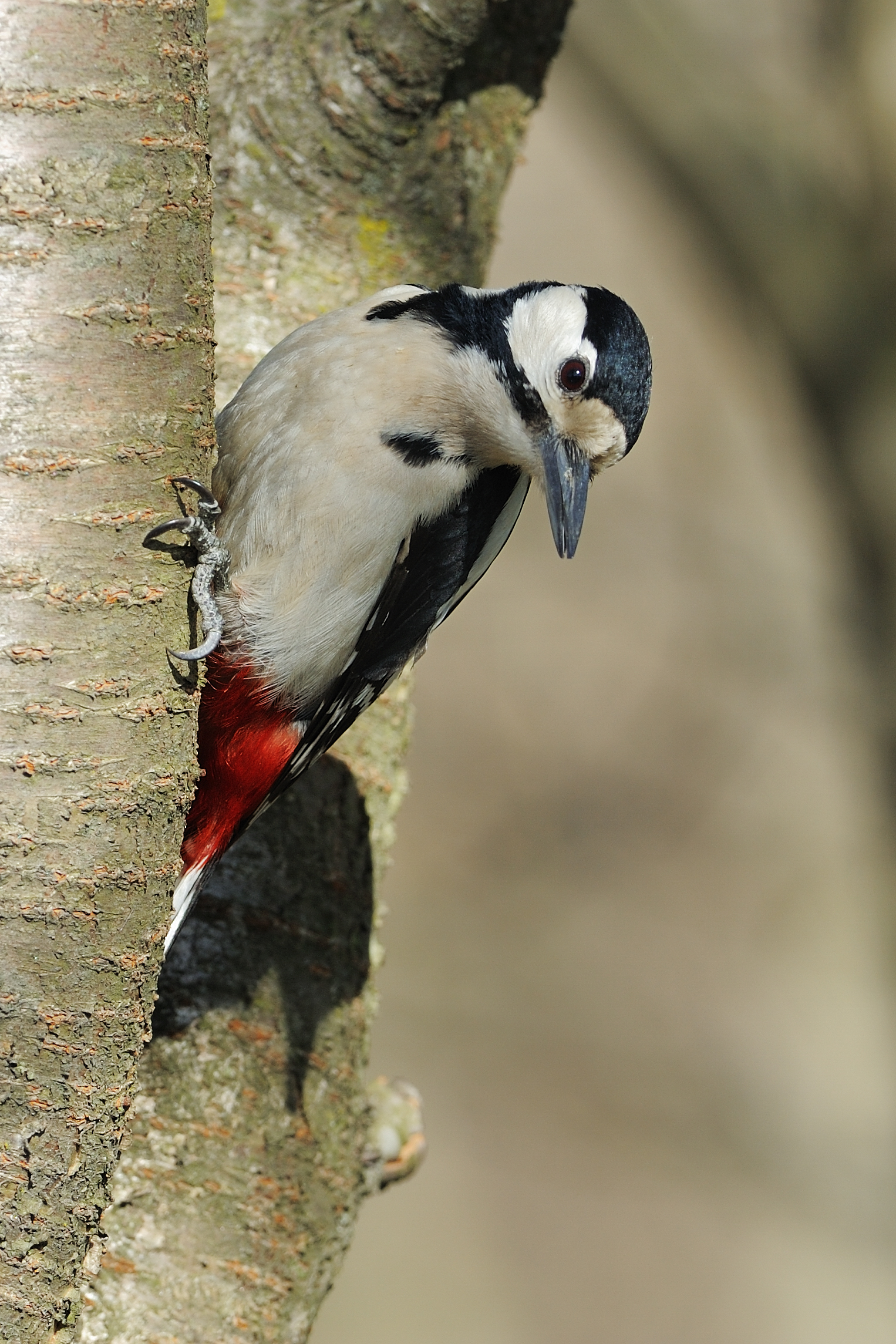Woodpecker f....