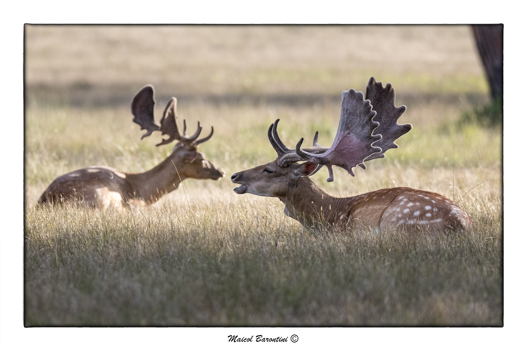 Fallow deer...