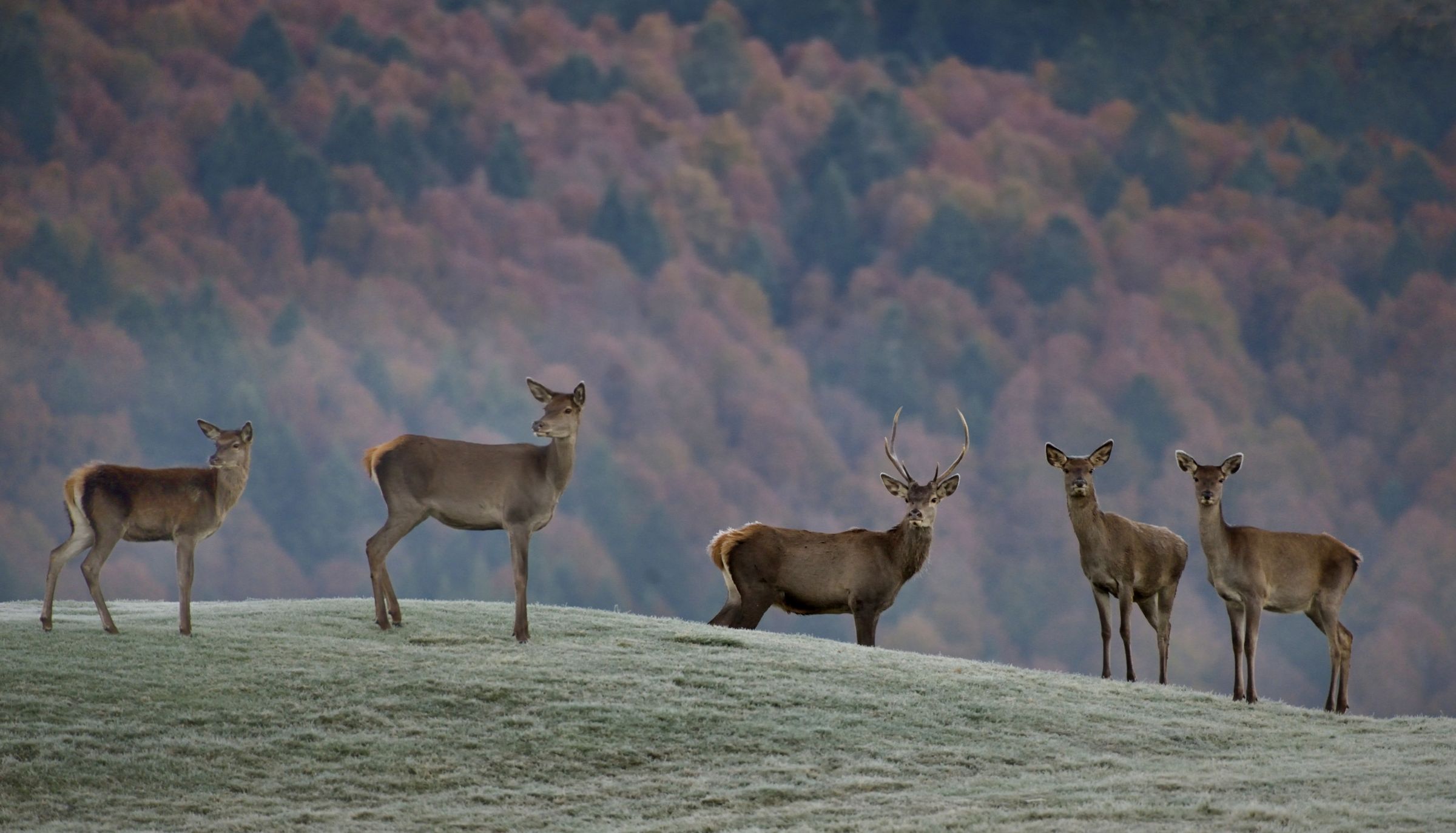 Autunno nel Cansiglio.......